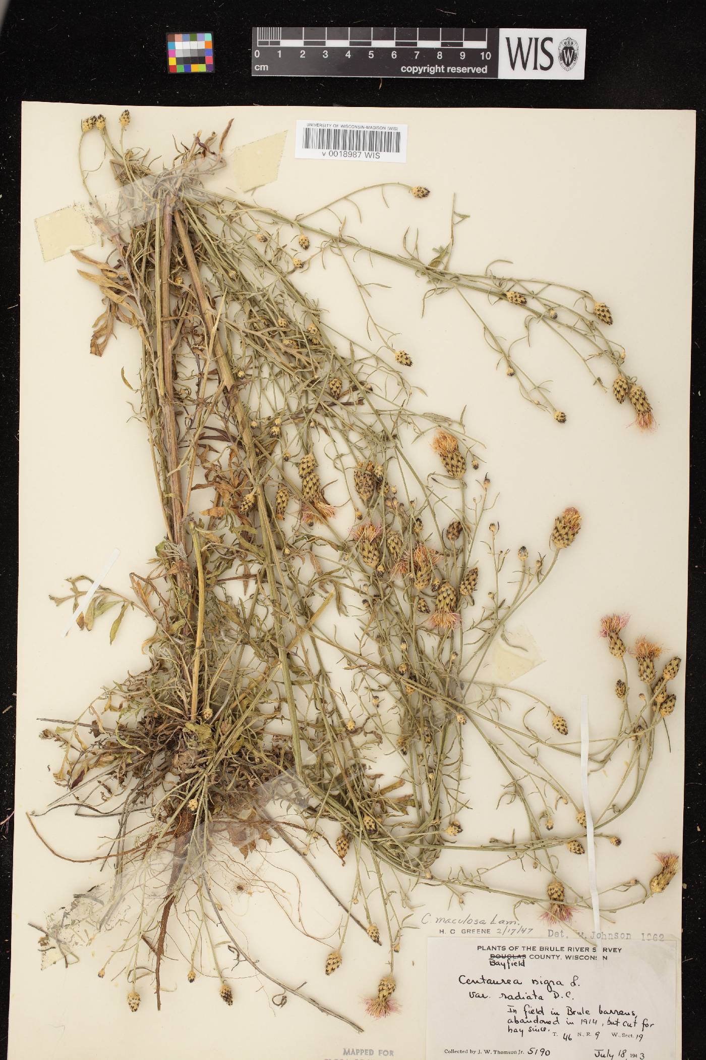 Centaurea stoebe subsp. micranthos image