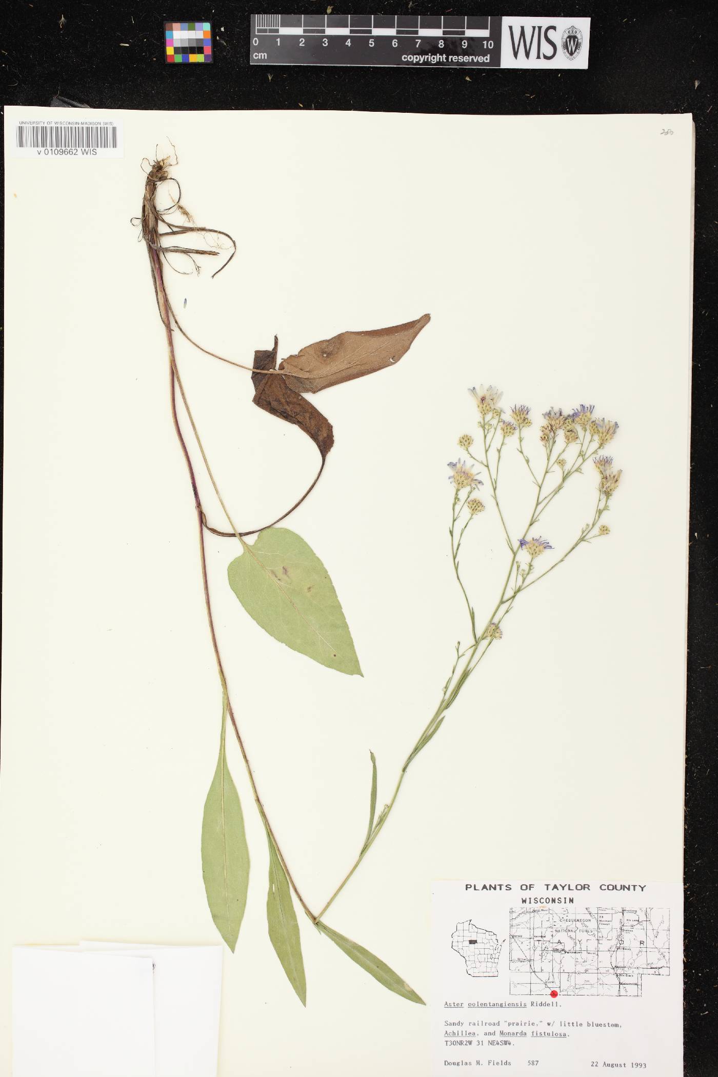 Symphyotrichum oolentangiense image