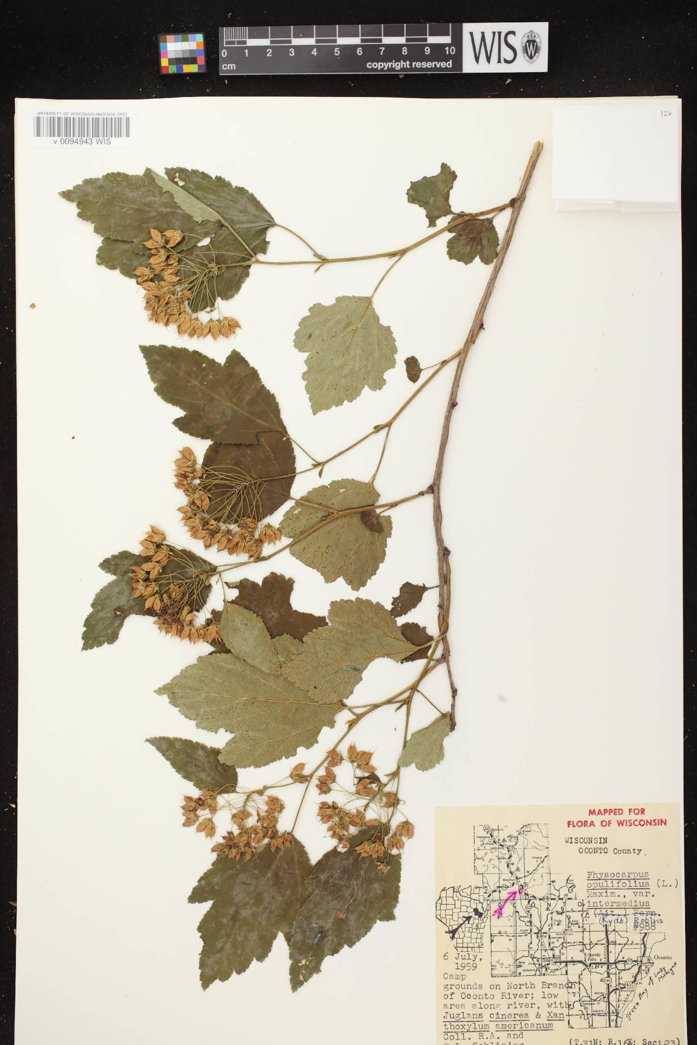 Physocarpus intermedius image
