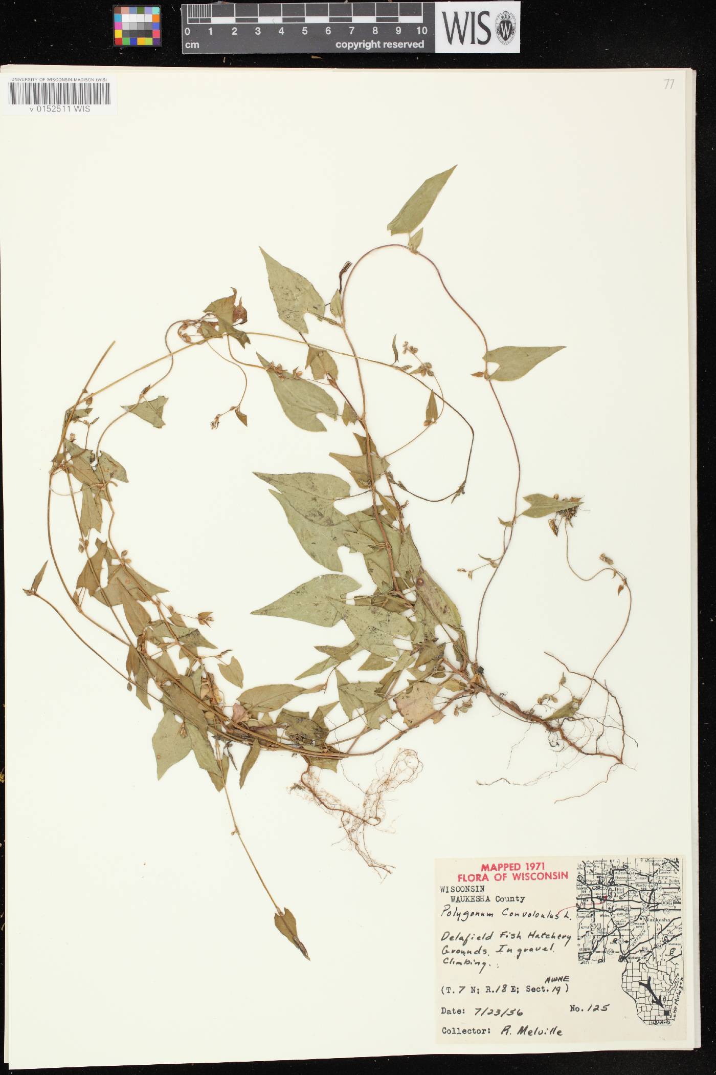 Fallopia convolvulus image
