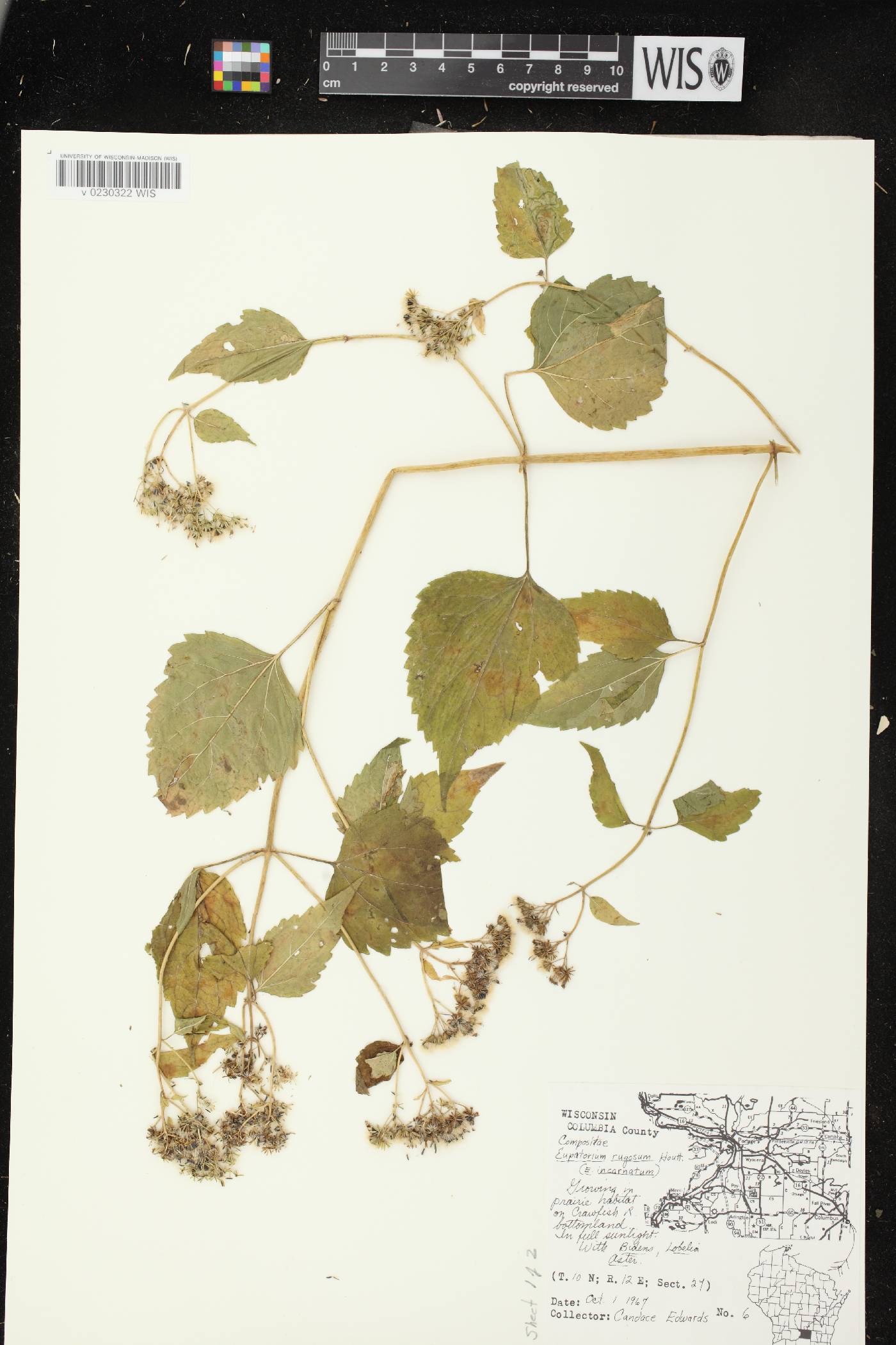 Ageratina altissima image