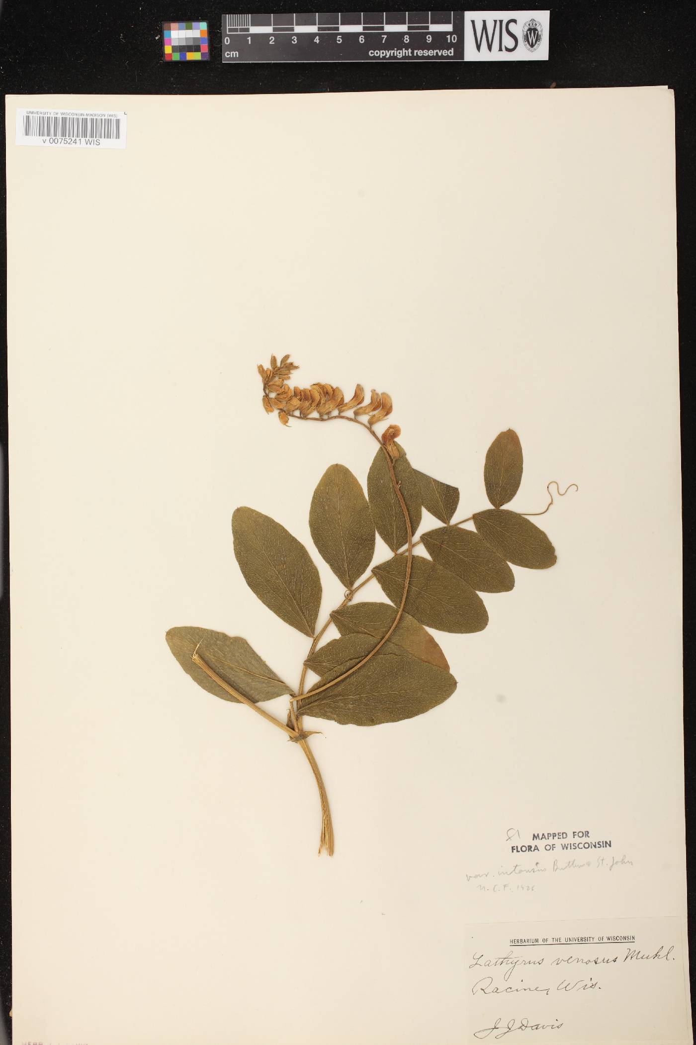 Lathyrus venosus image