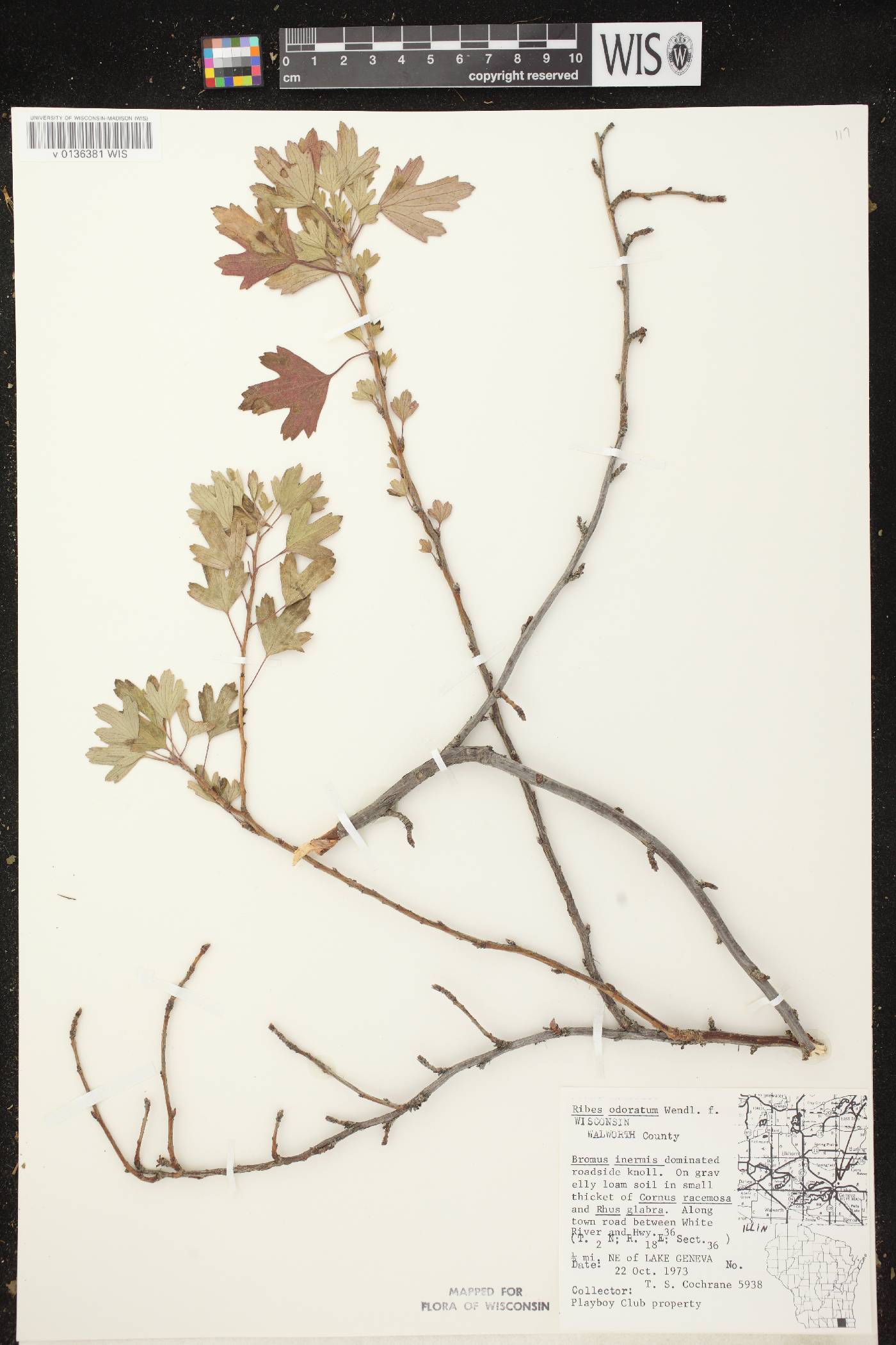 Ribes aureum var. villosum image