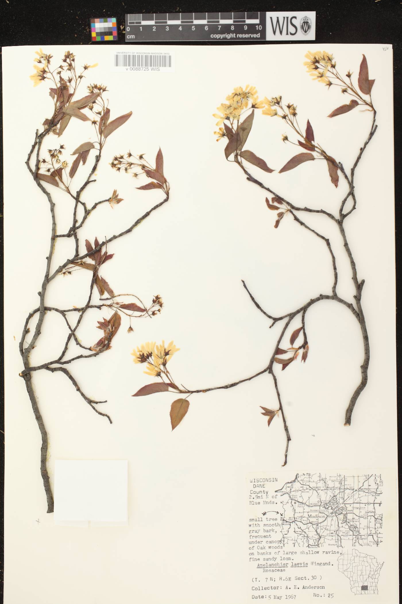 Amelanchier laevis image