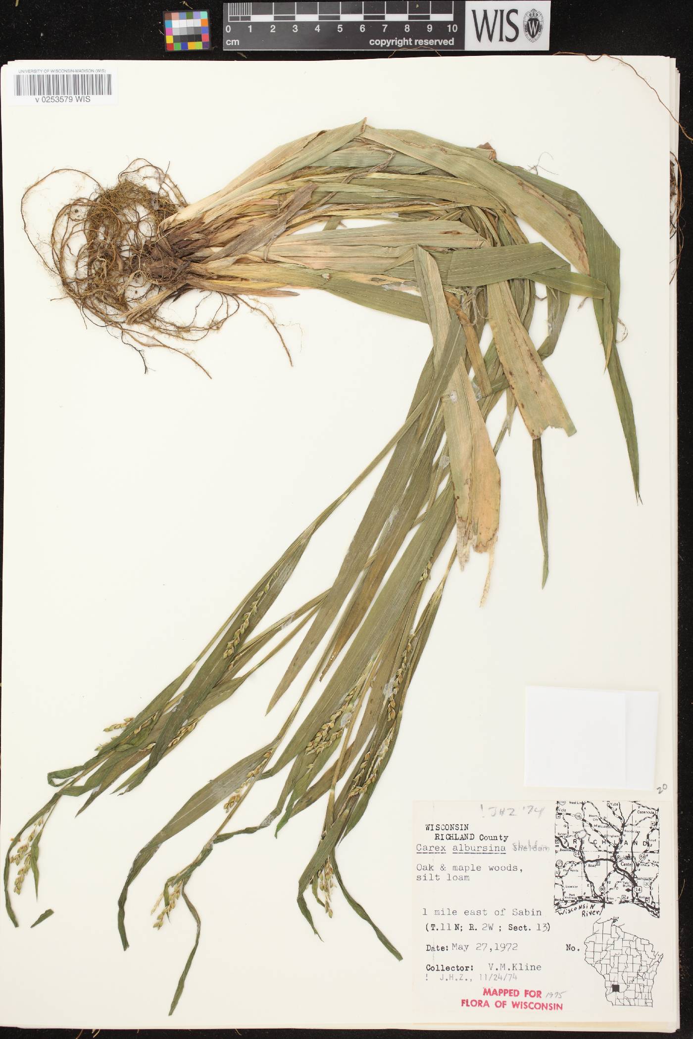 Carex albursina image