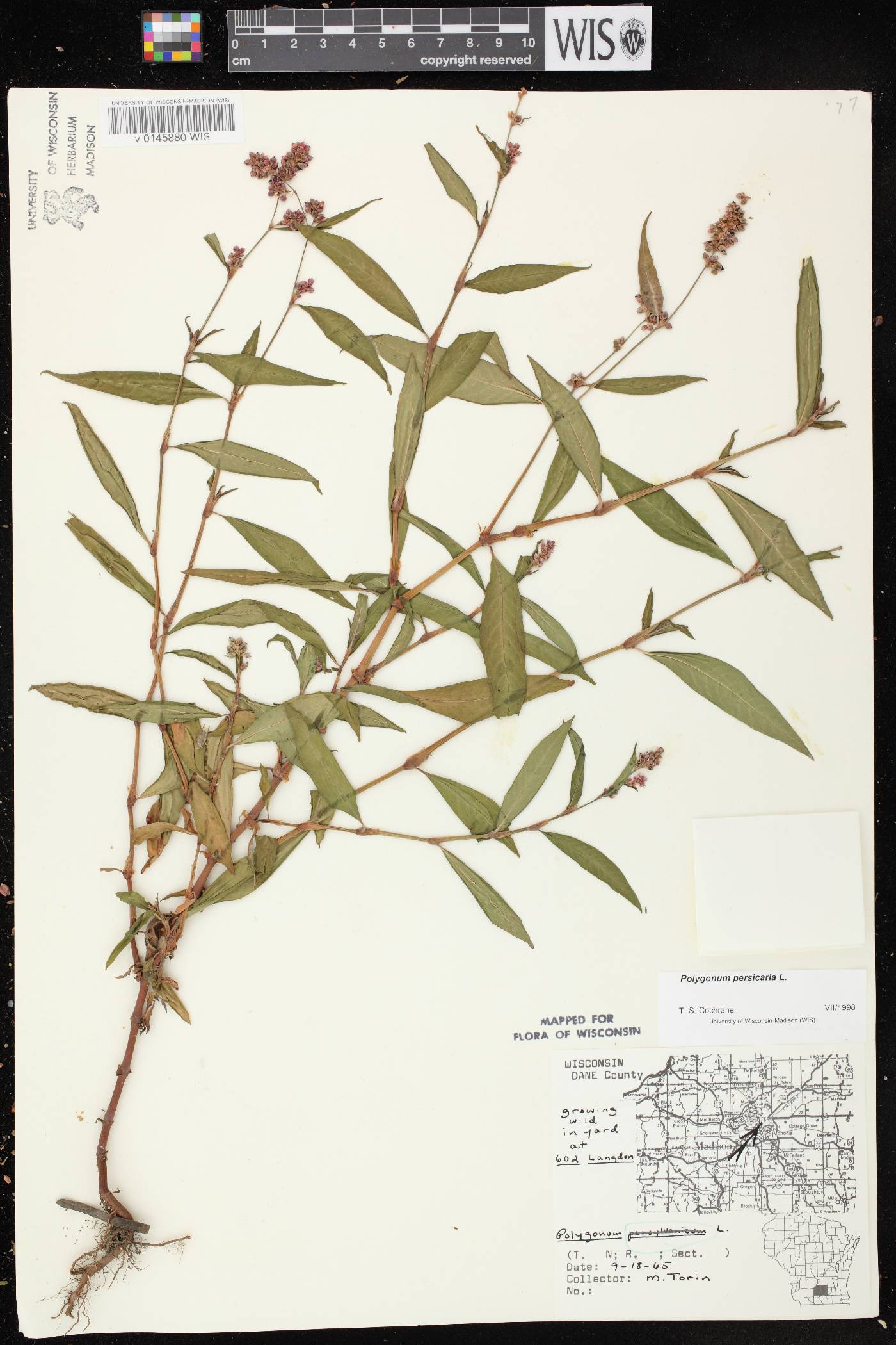 Persicaria maculosa image