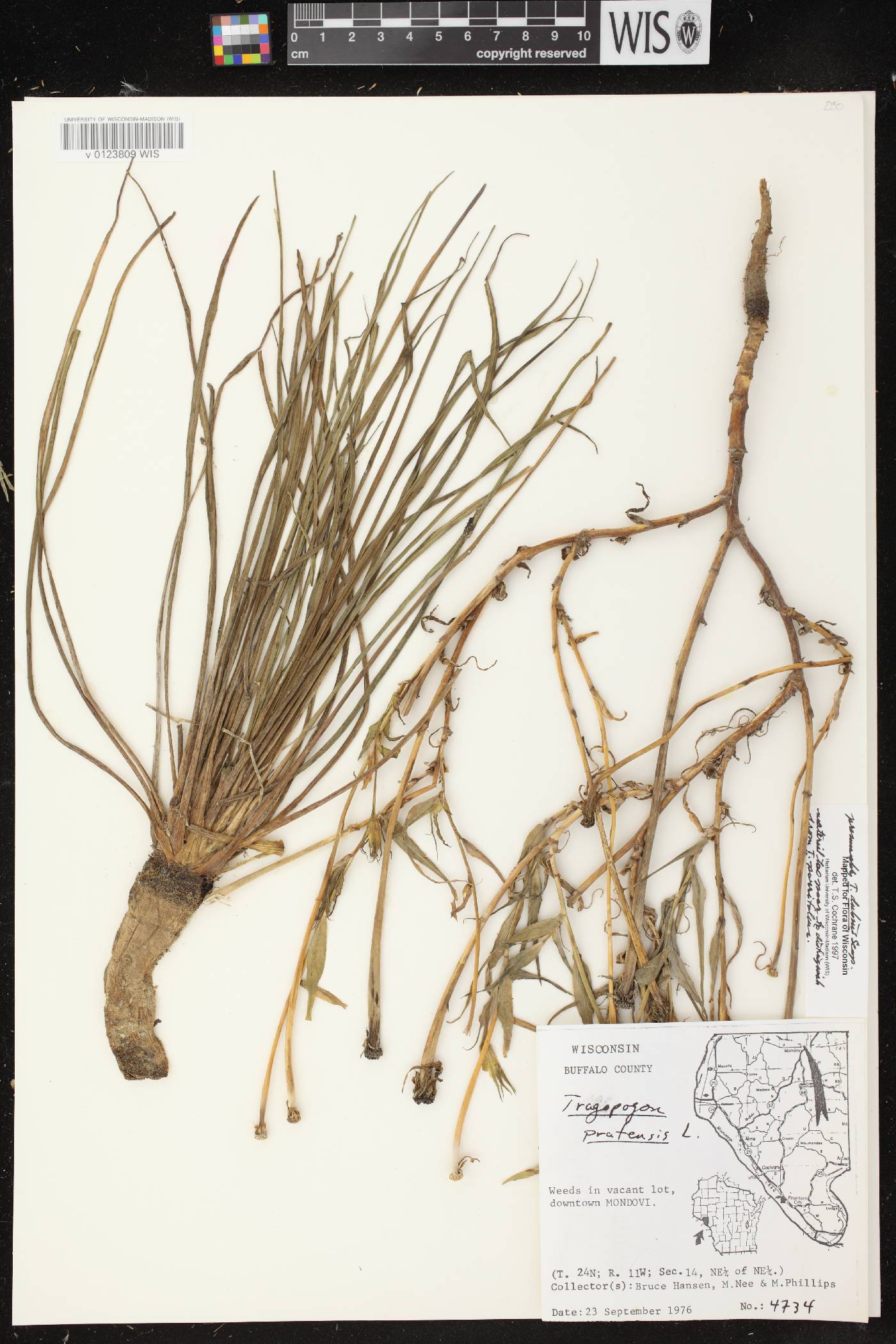 Tragopogon dubius image