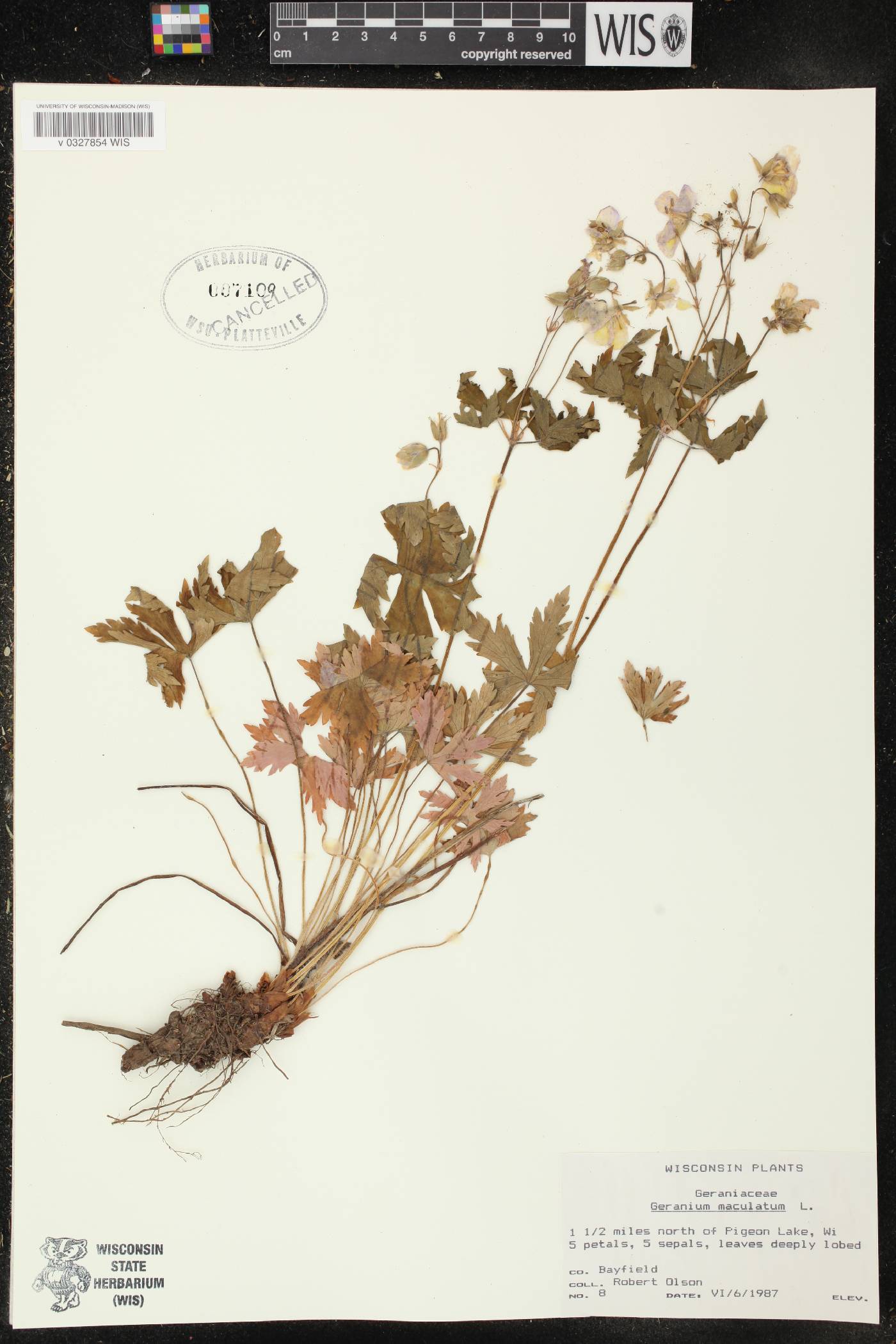 Geranium maculatum image