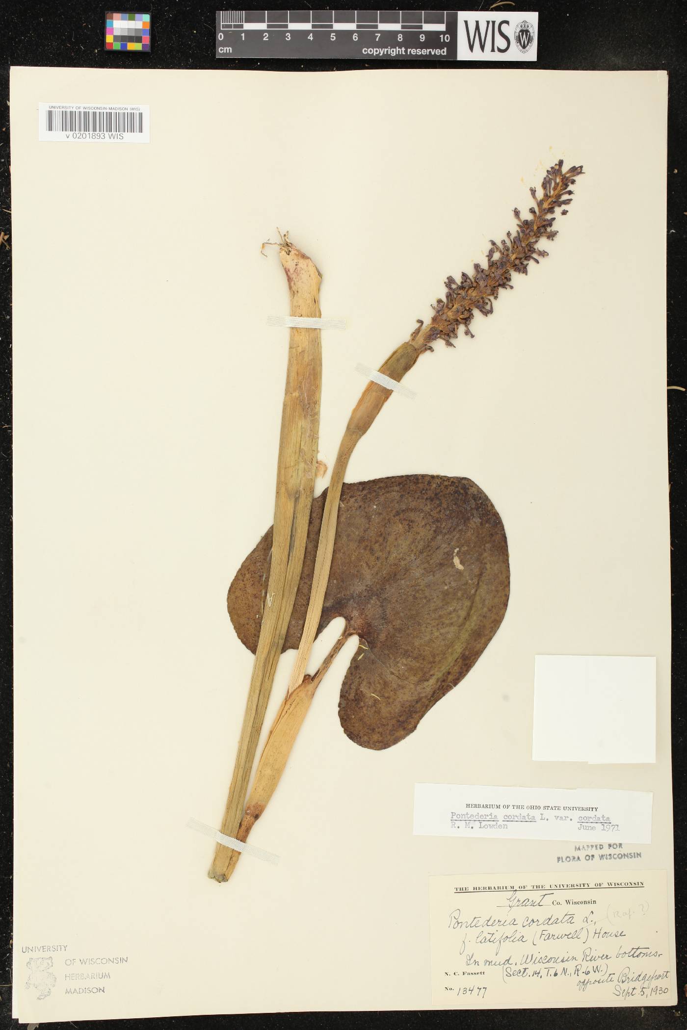 Pontederia cordata image