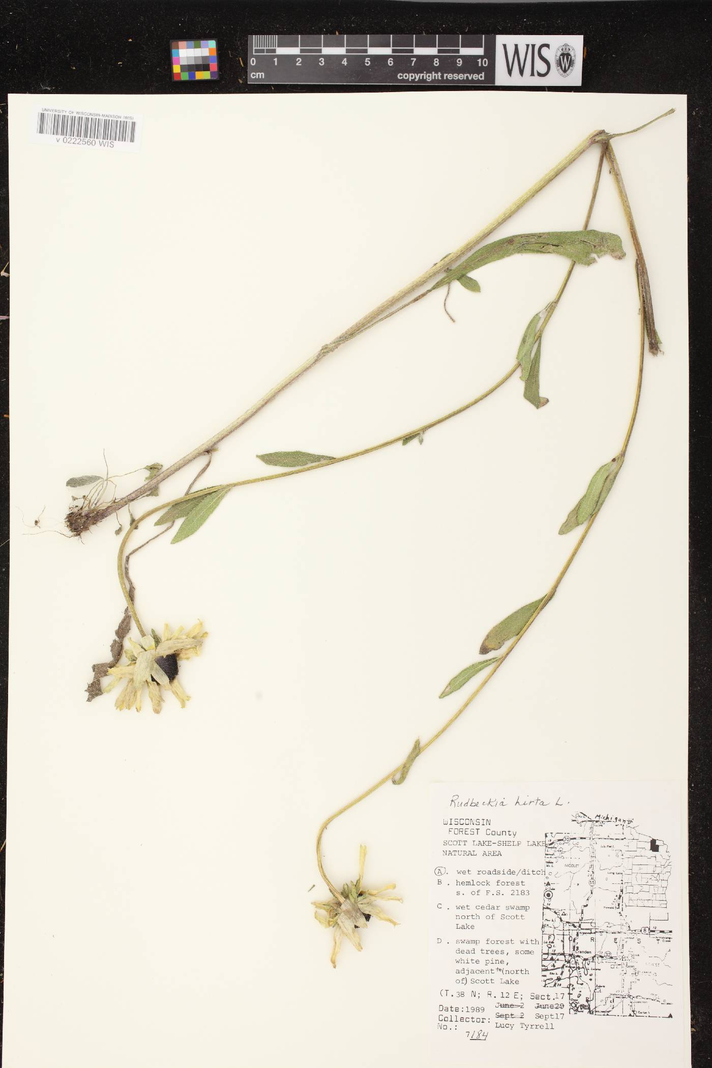 Rudbeckia hirta image