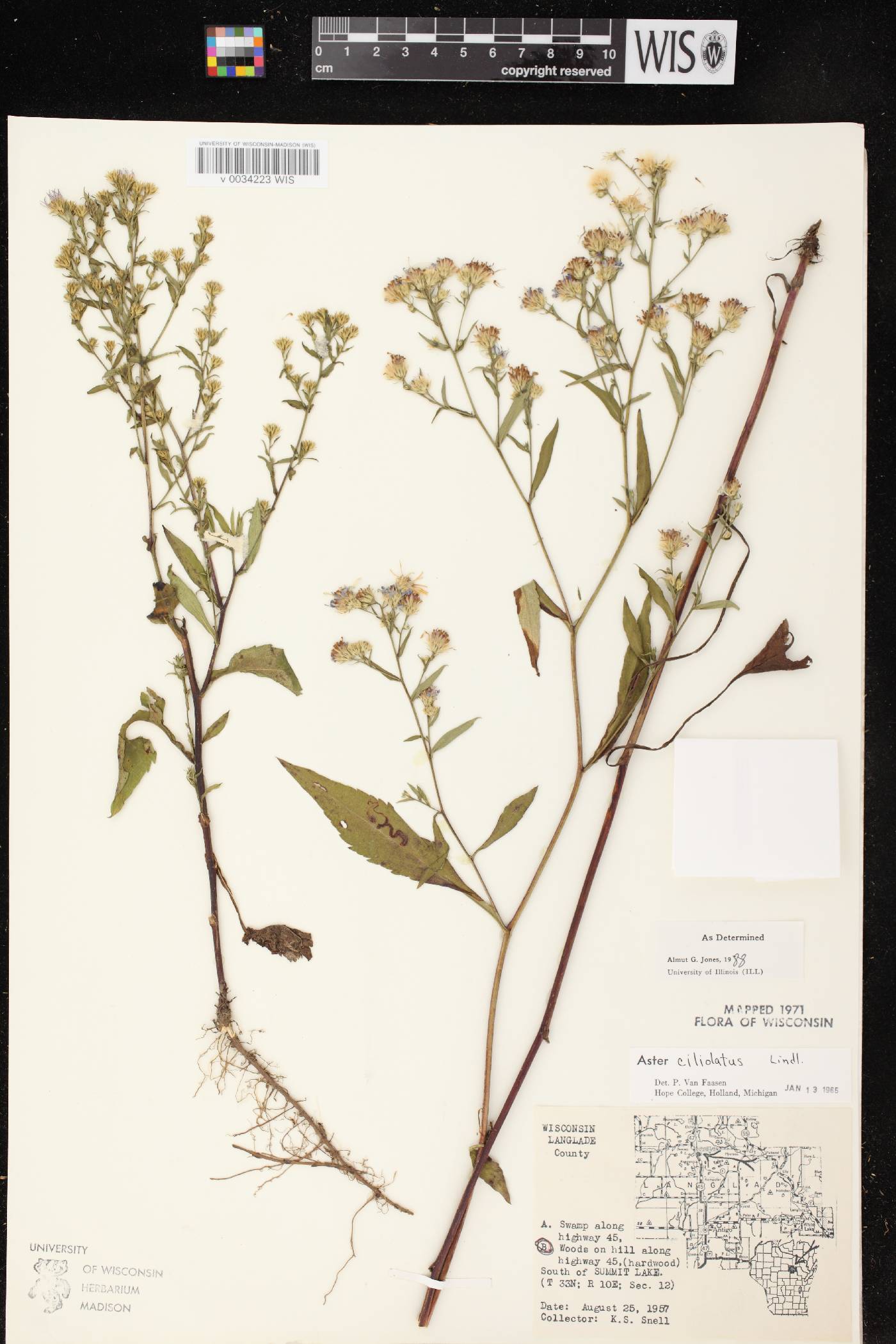 Symphyotrichum ciliolatum image