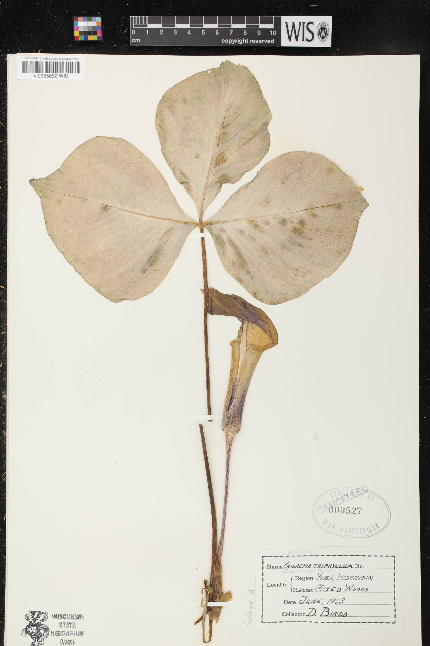 Arisaema triphyllum subsp. triphyllum image