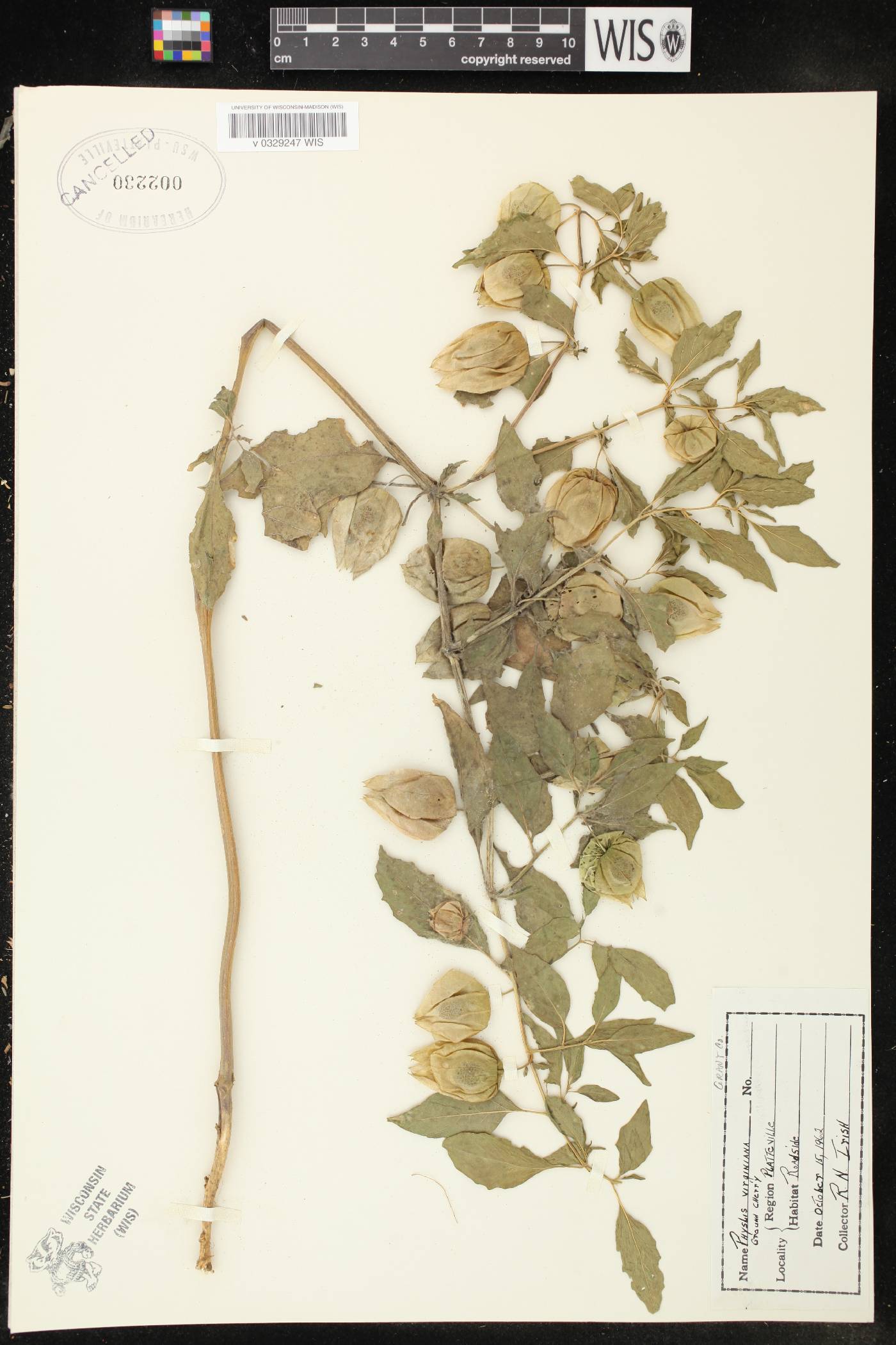 Physalis virginiana var. virginiana image