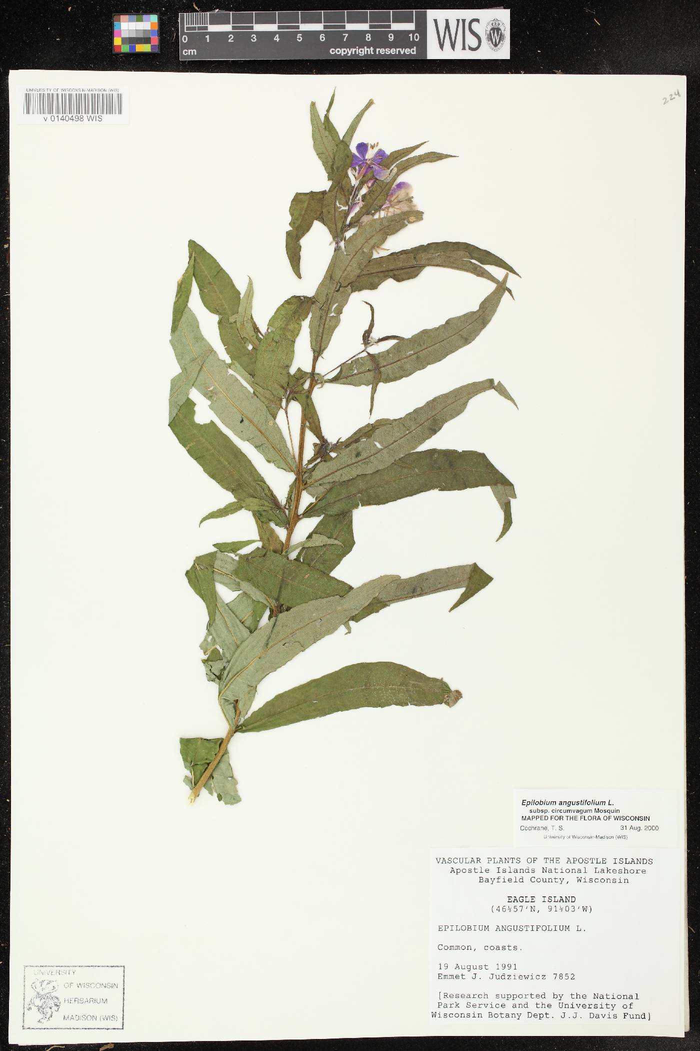 Chamerion angustifolium subsp. circumvagum image