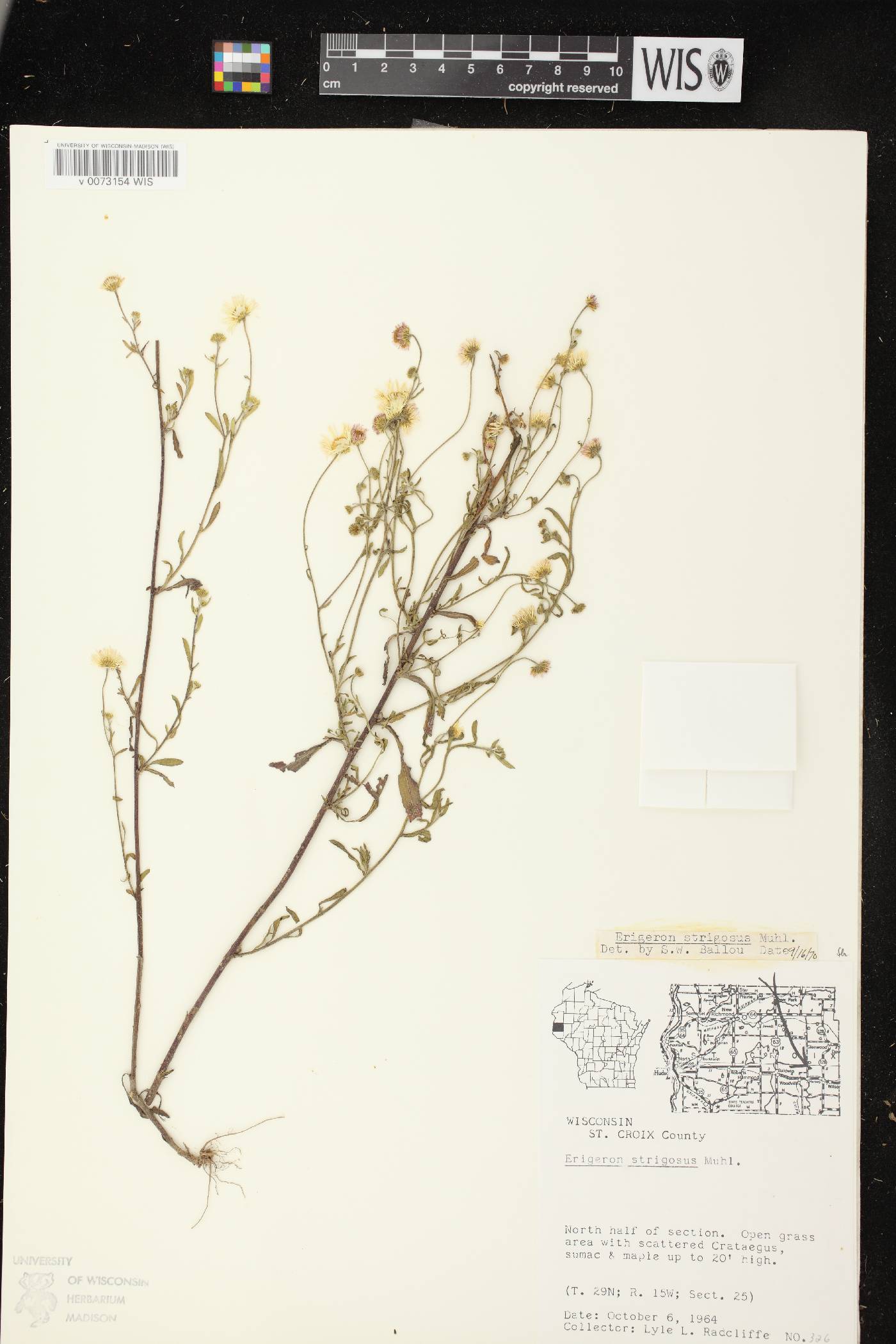 Erigeron strigosus image