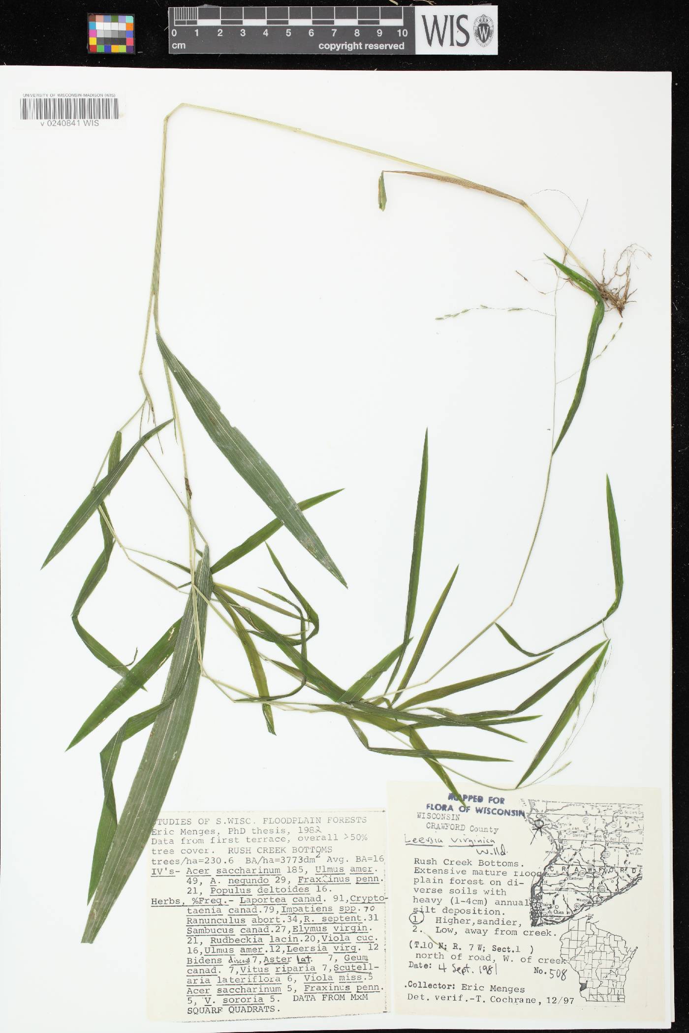 Leersia virginica image
