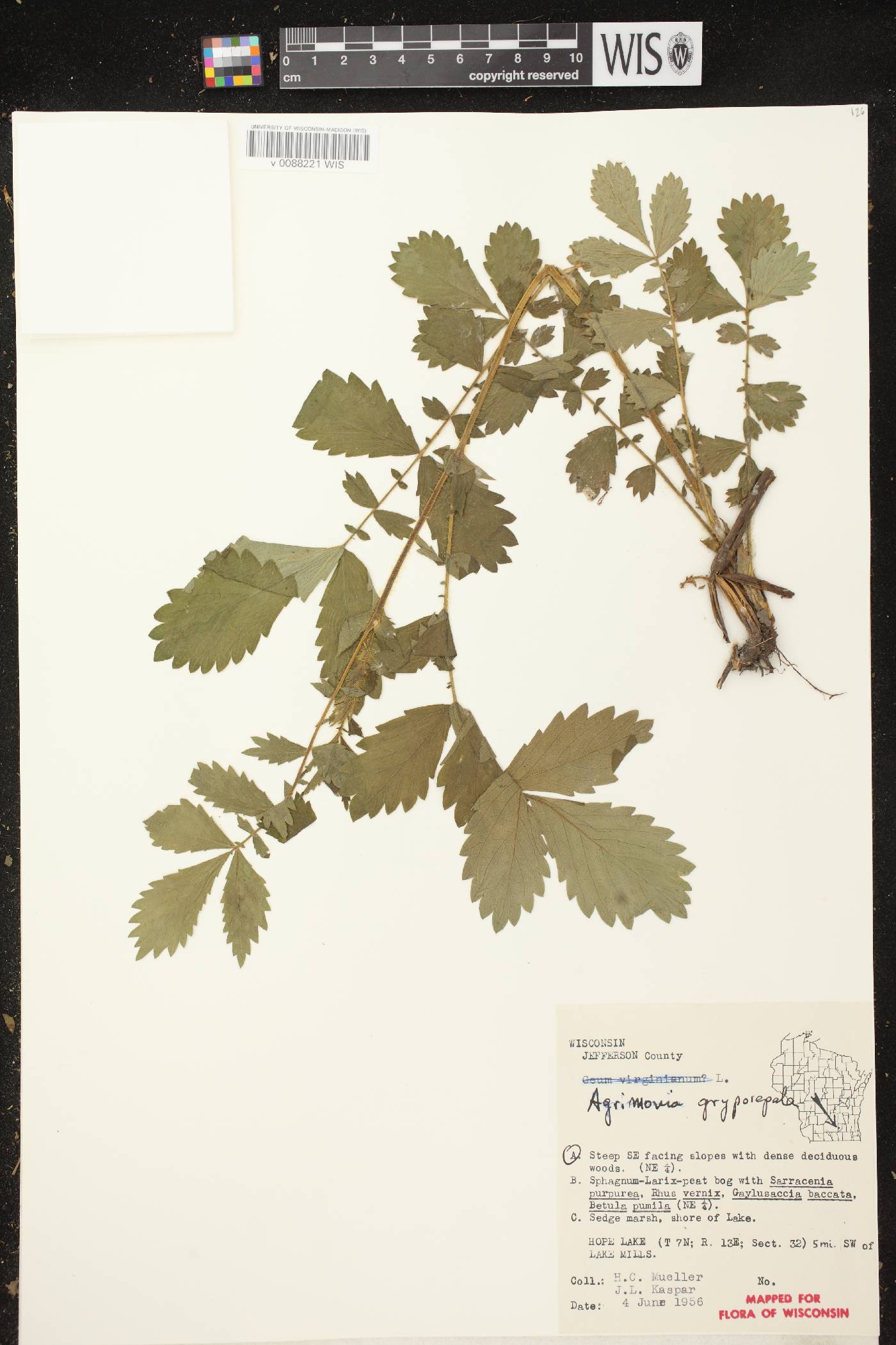 Agrimonia gryposepala image