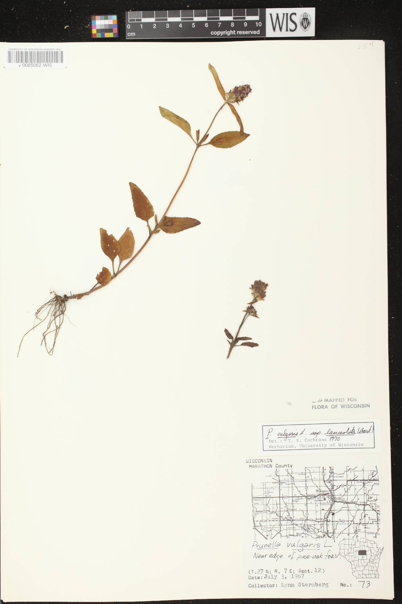 Prunella vulgaris subsp. lanceolata image