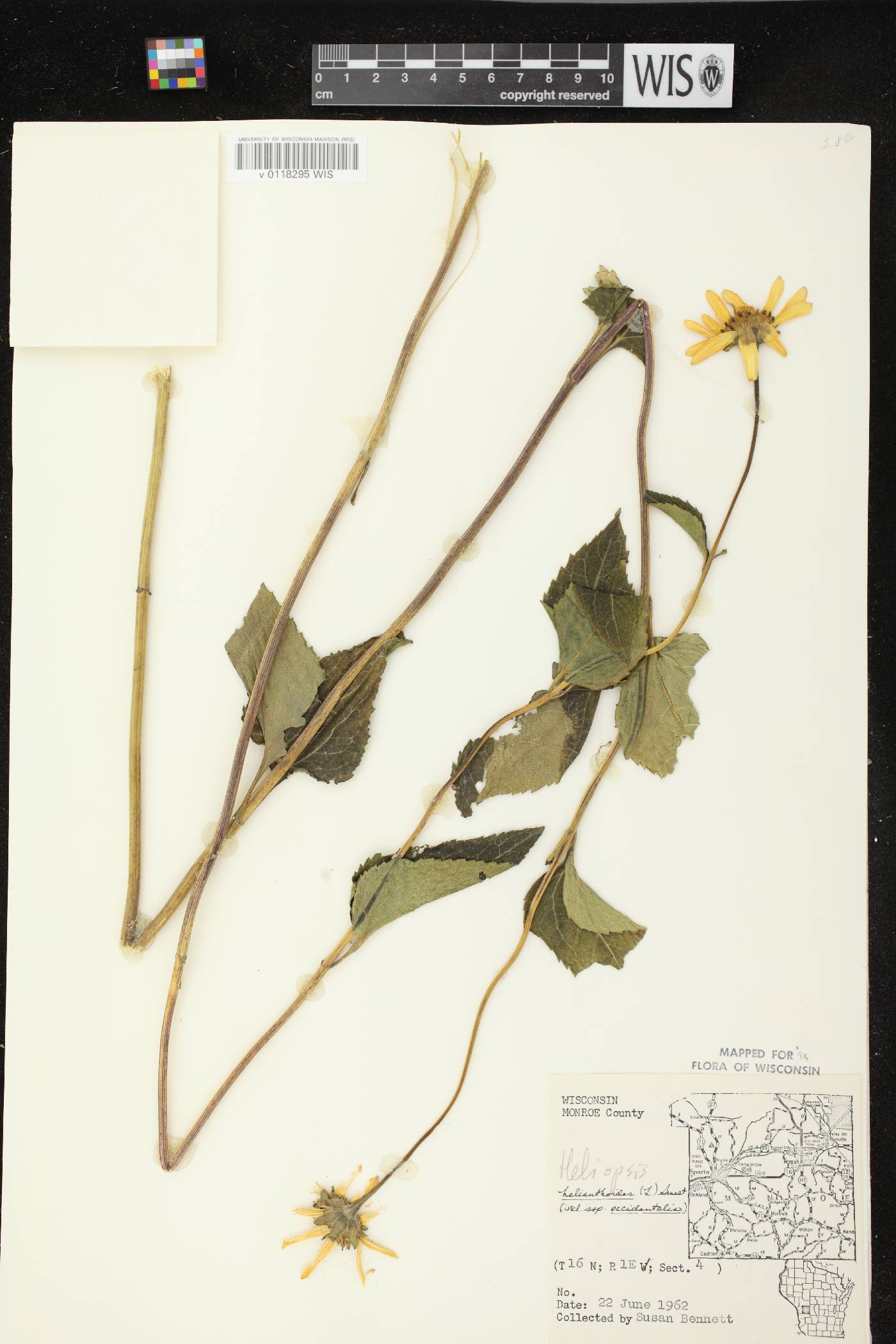 Heliopsis helianthoides image