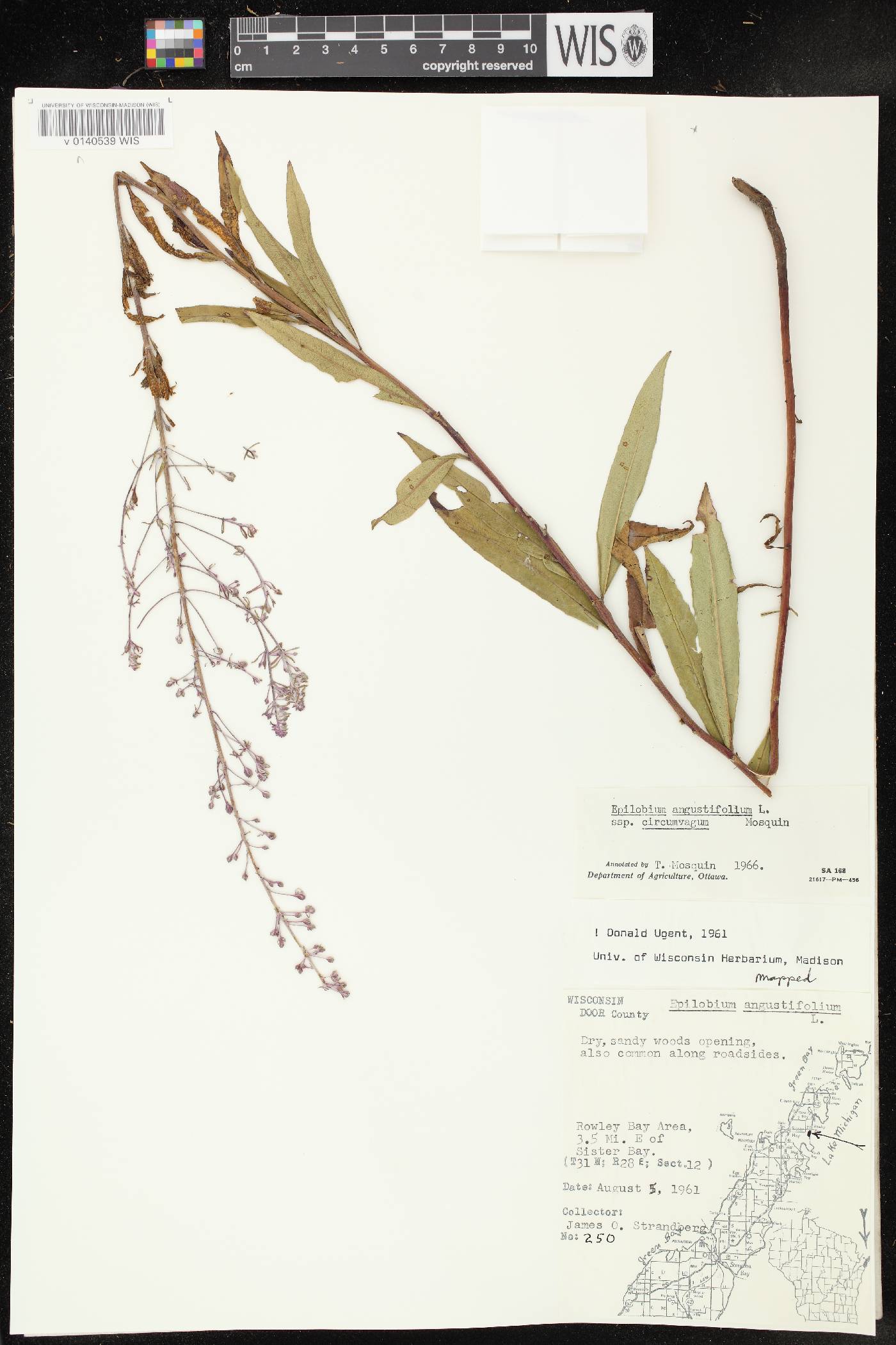 Chamerion angustifolium subsp. circumvagum image