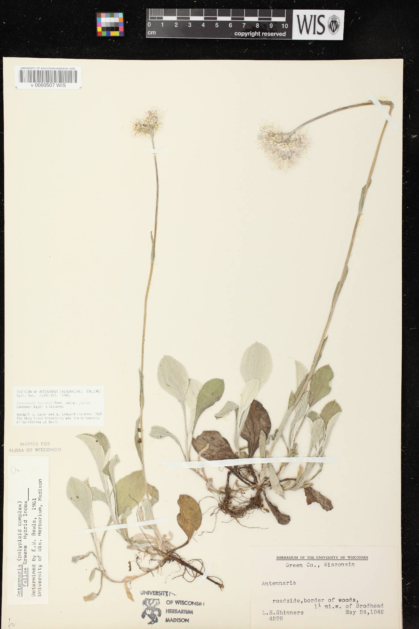 Antennaria parlinii subsp. fallax image