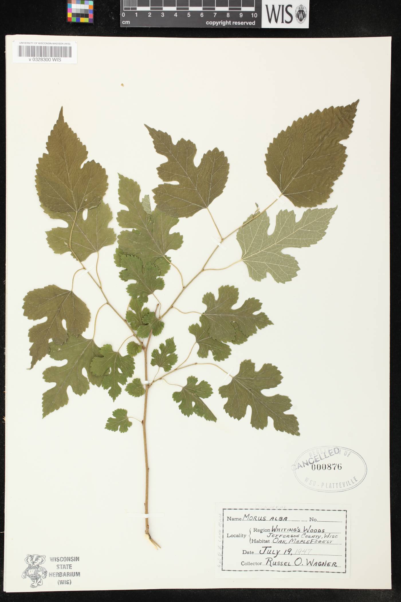 Morus alba image