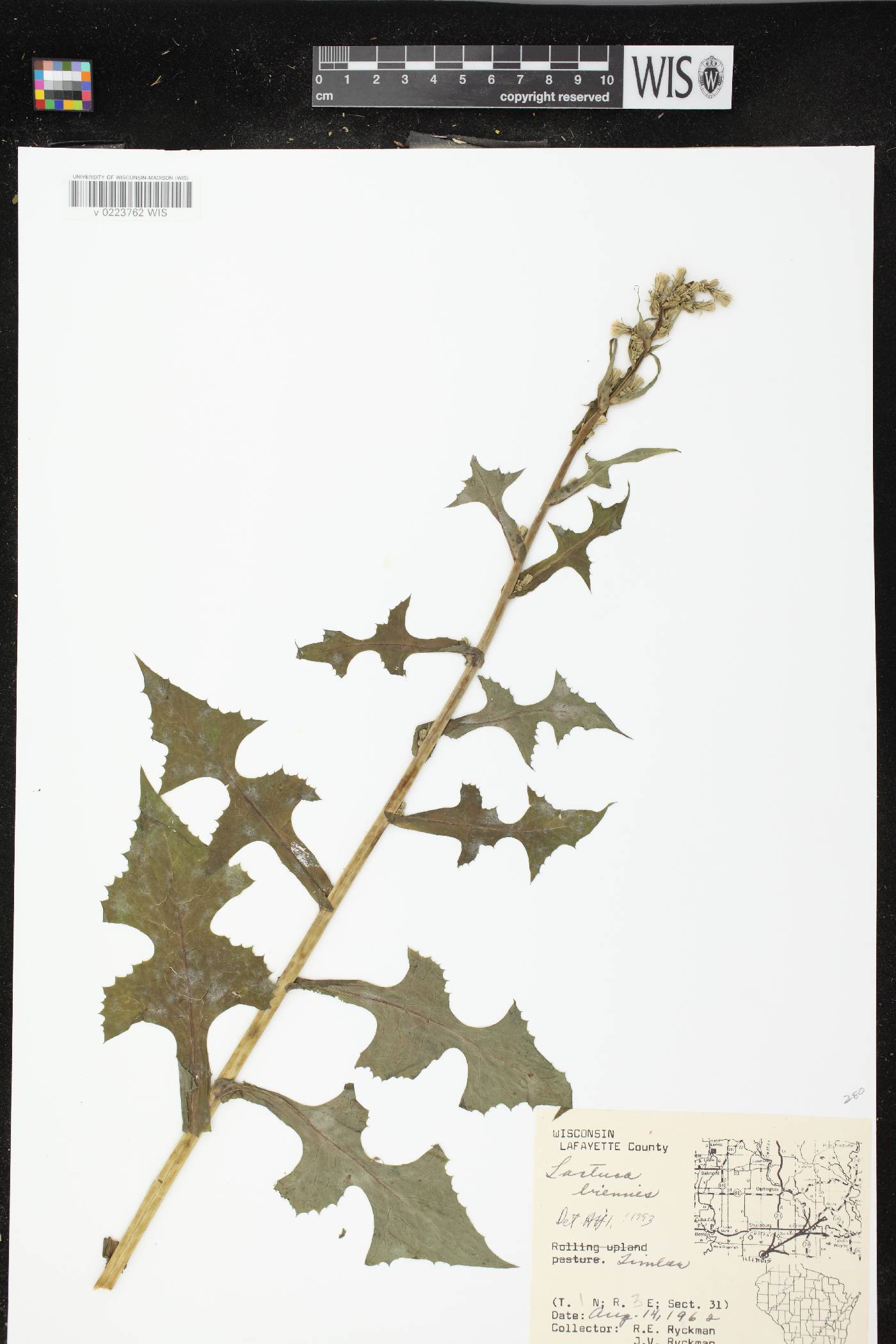 Lactuca biennis image