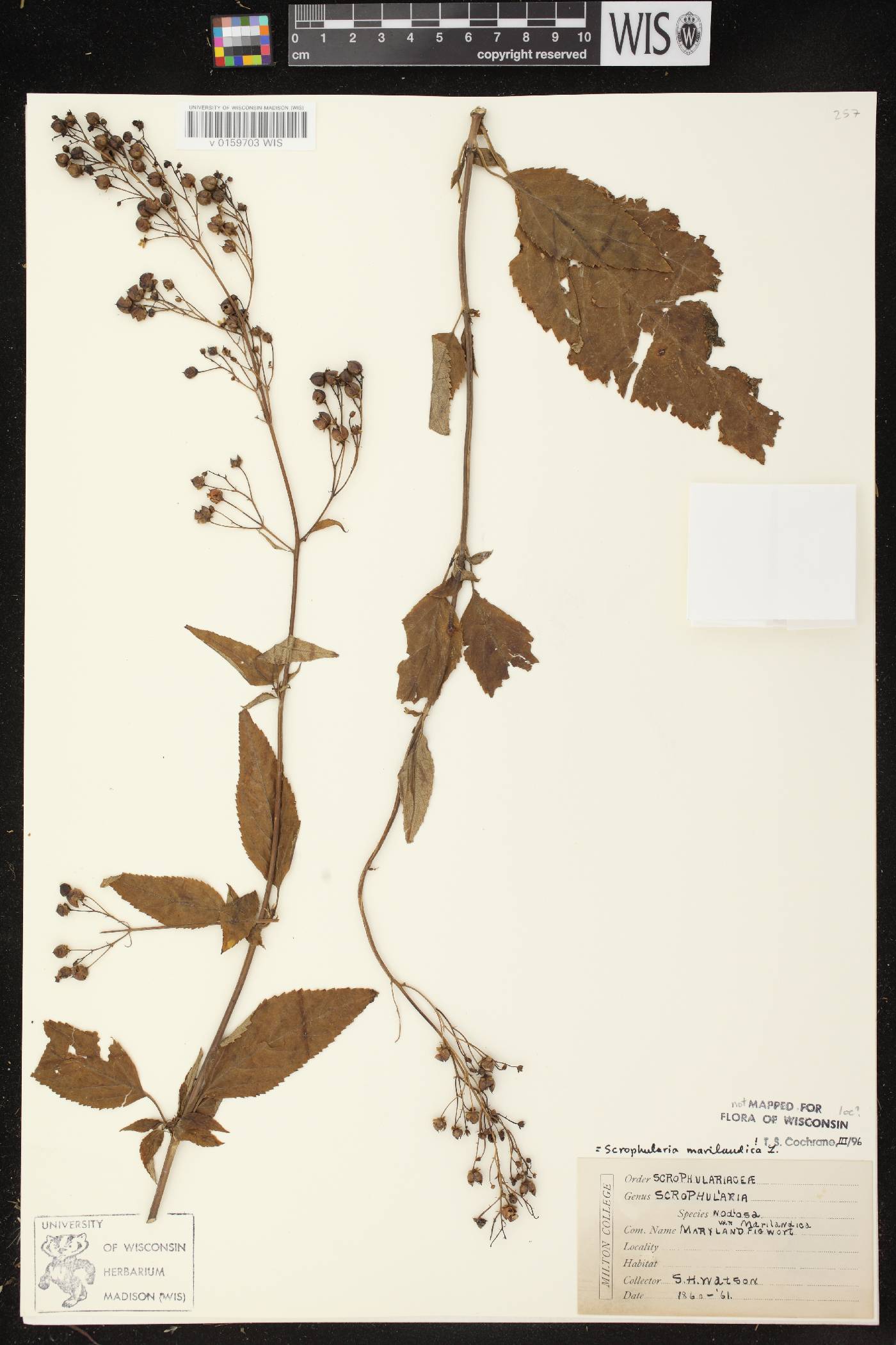 Scrophularia marilandica image