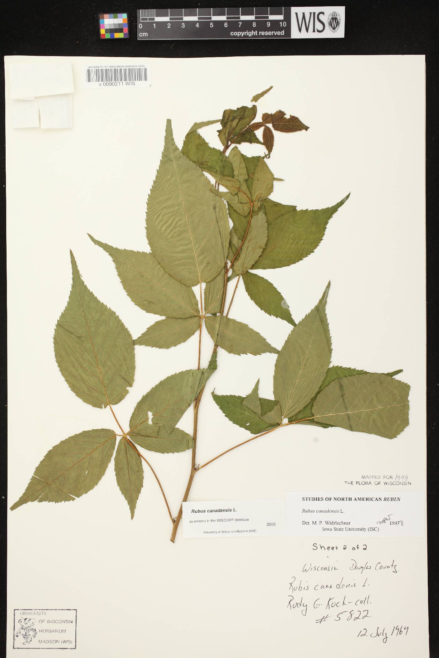 Rubus canadensis image