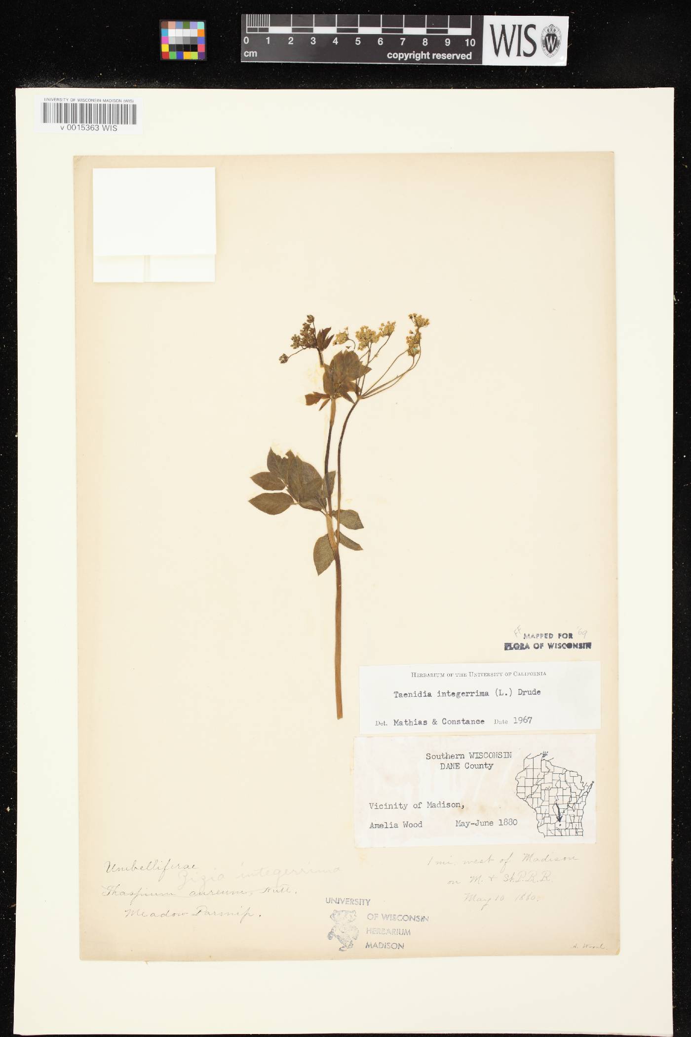 Taenidia integerrima image