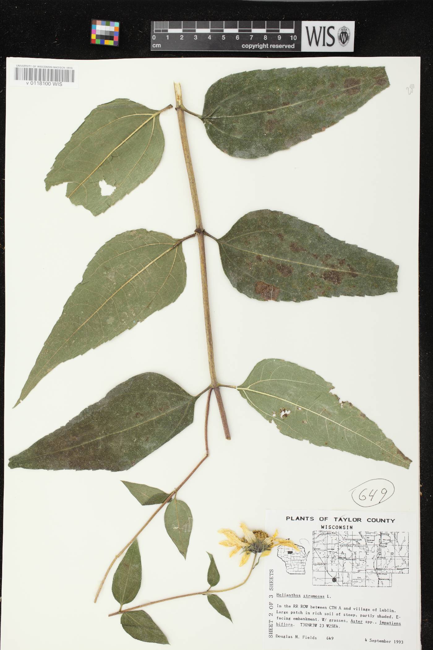 Helianthus strumosus image