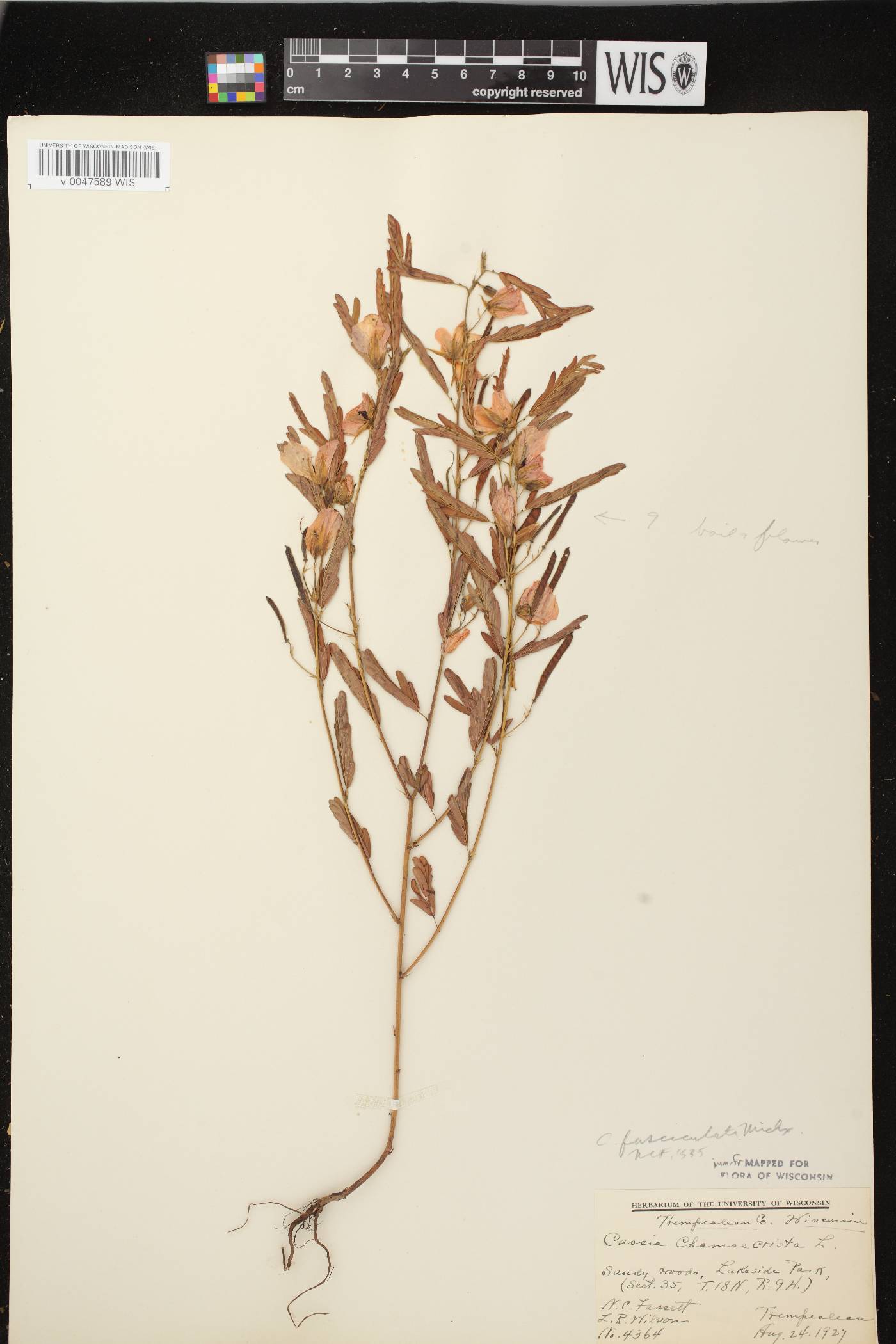 Chamaecrista fasciculata image