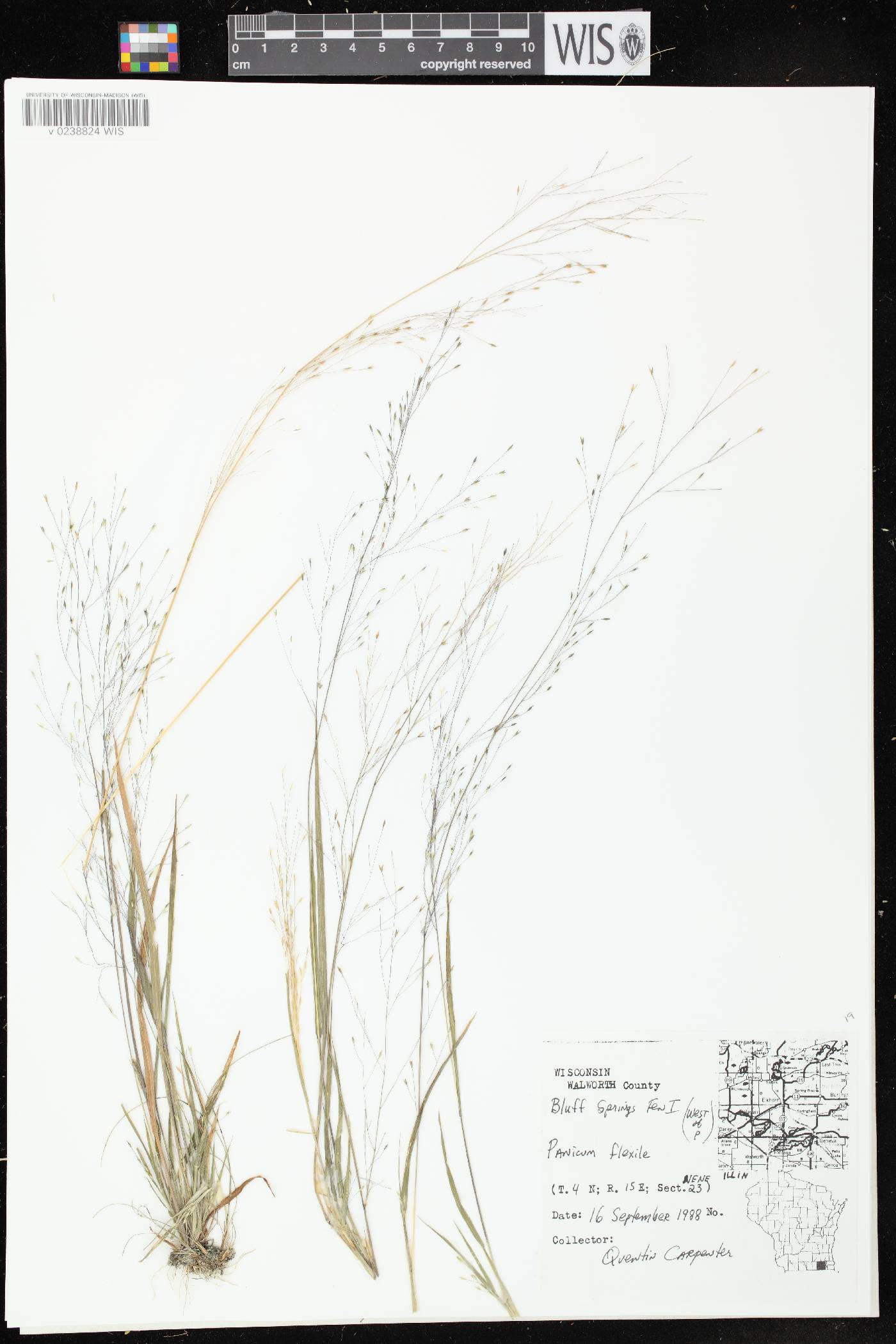 Panicum flexile image