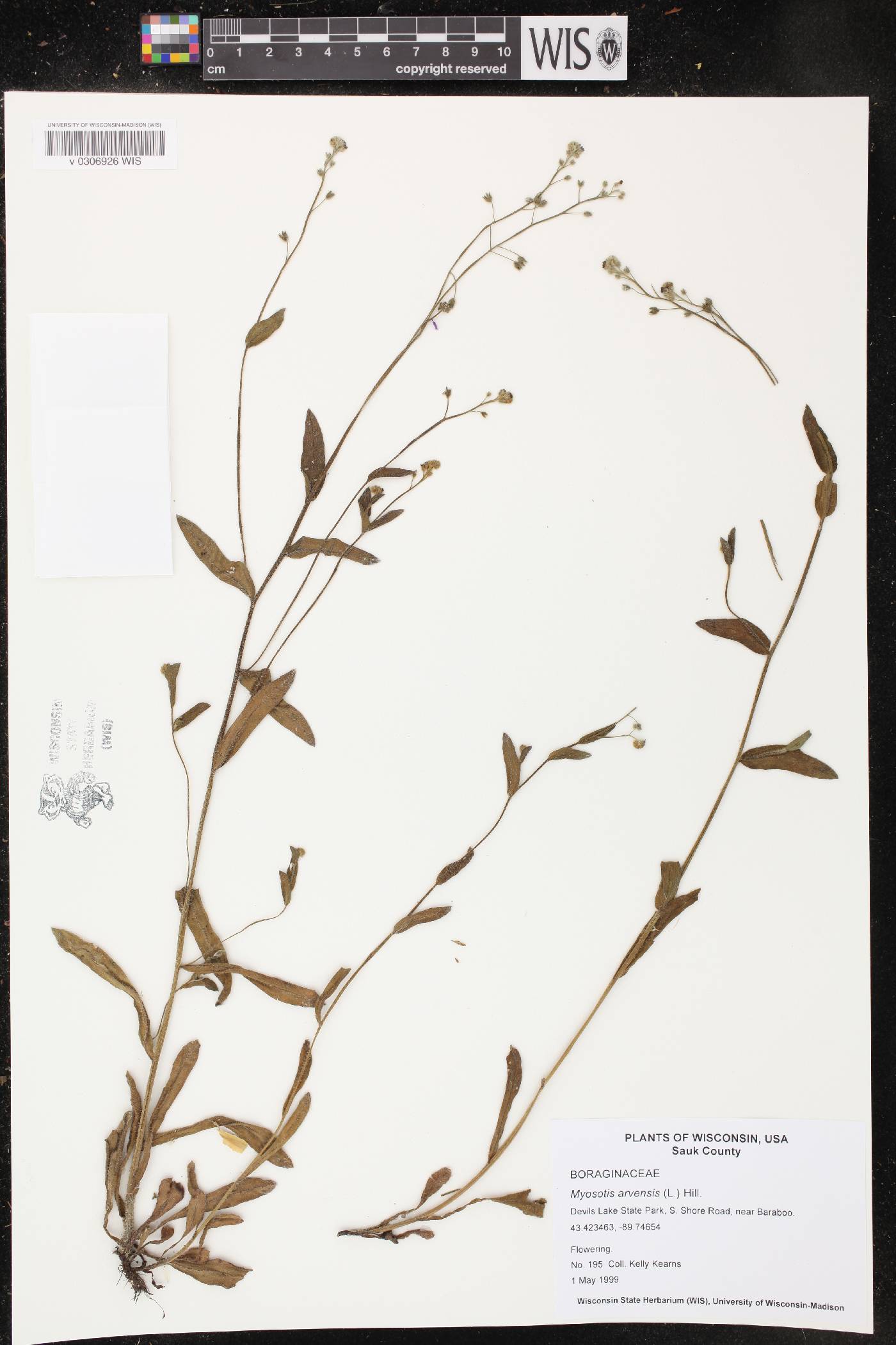 Myosotis arvensis image