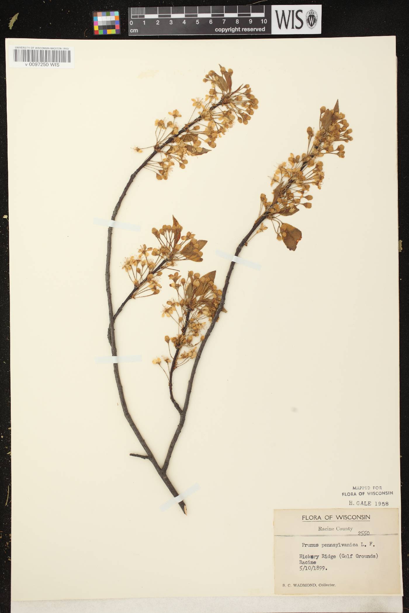 Prunus pensylvanica image