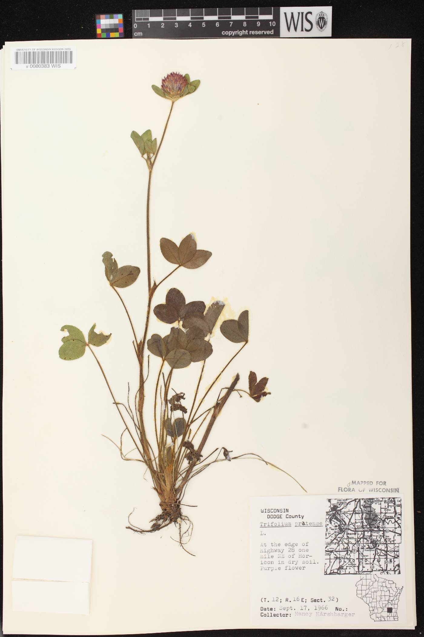 Trifolium pratense image