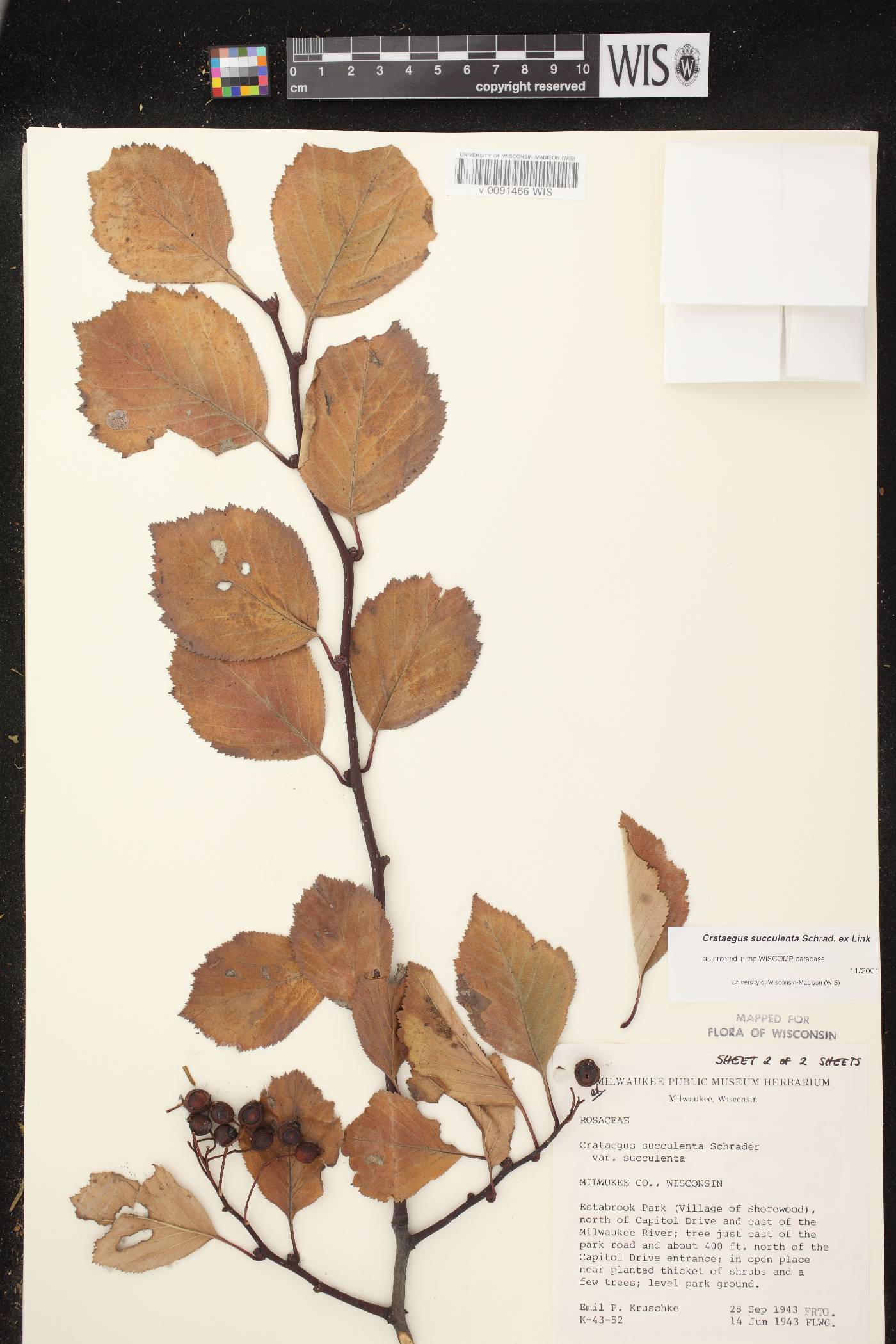 Crataegus succulenta image