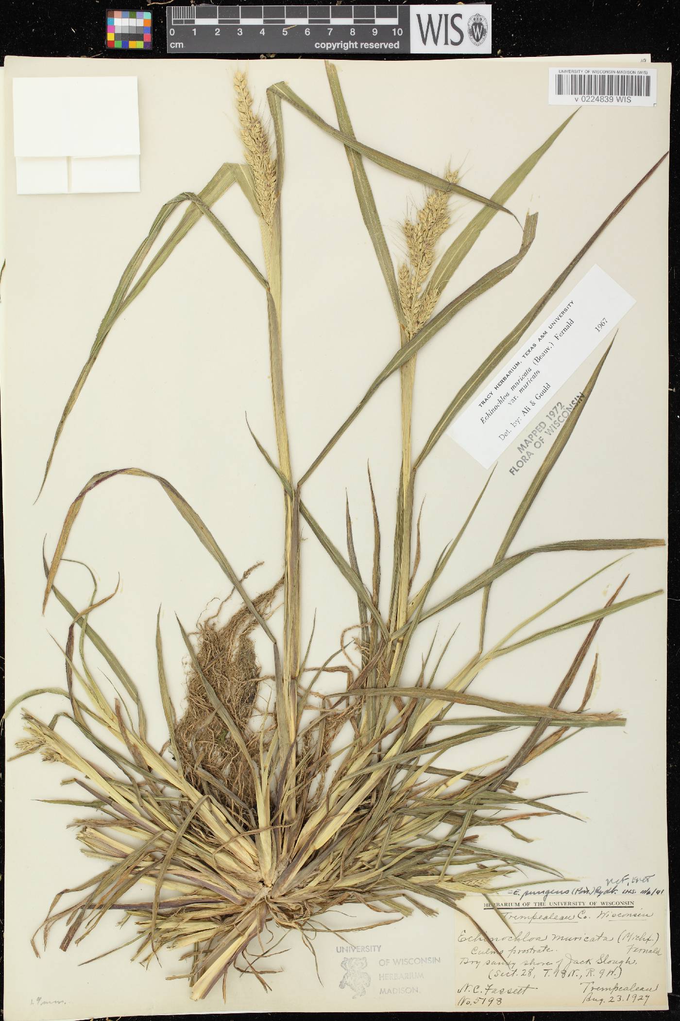 Echinochloa muricata var. muricata image