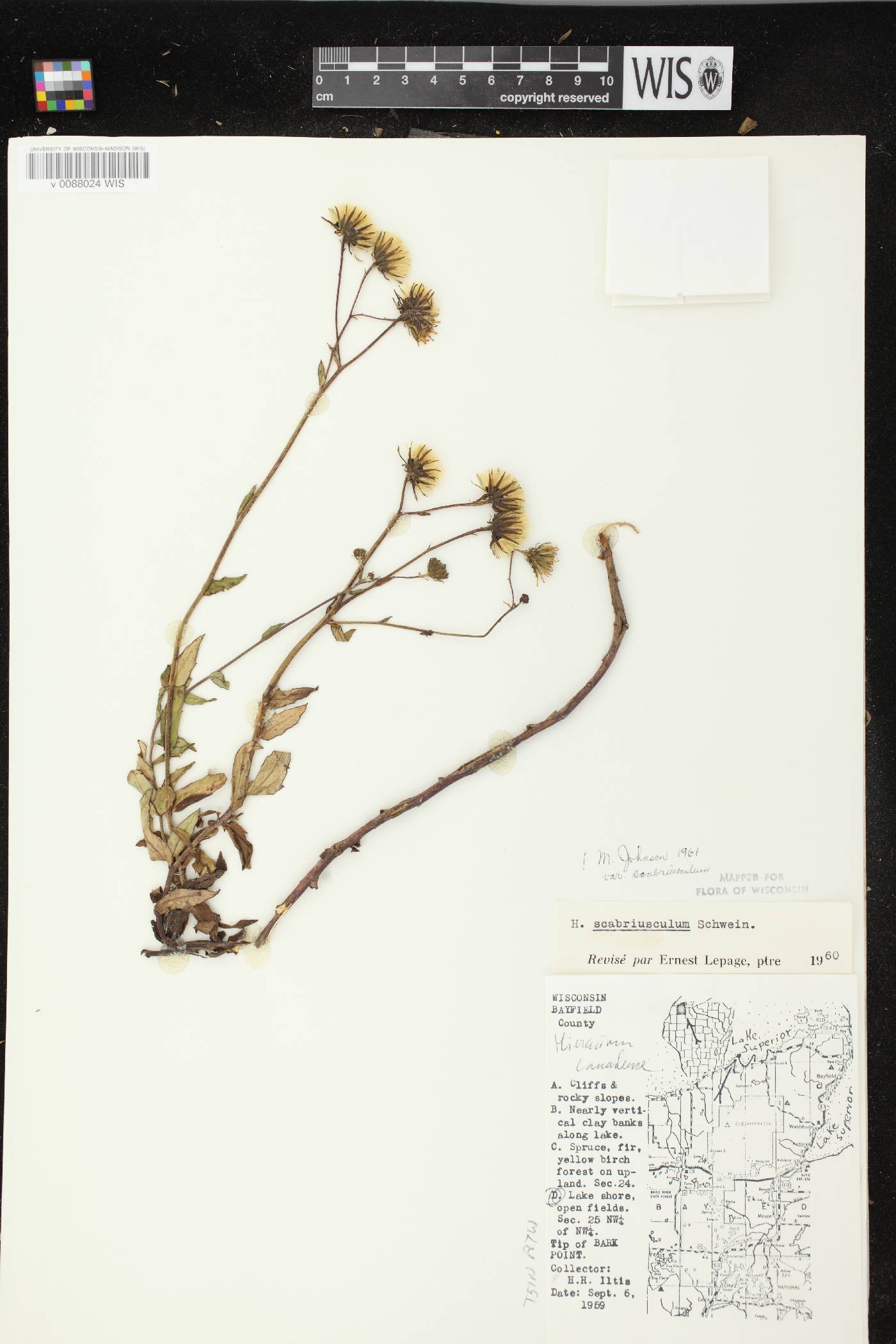 Hieracium umbellatum image