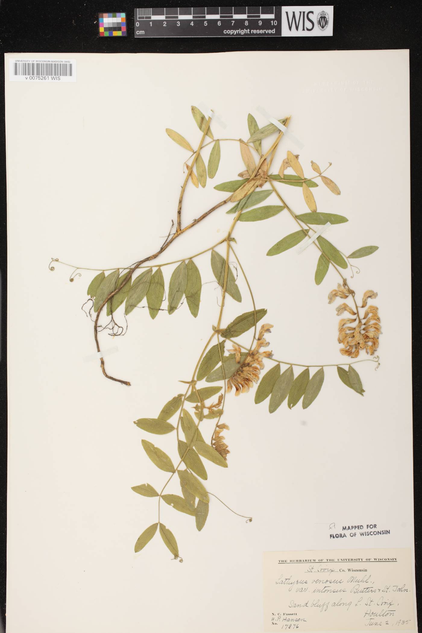 Lathyrus venosus image