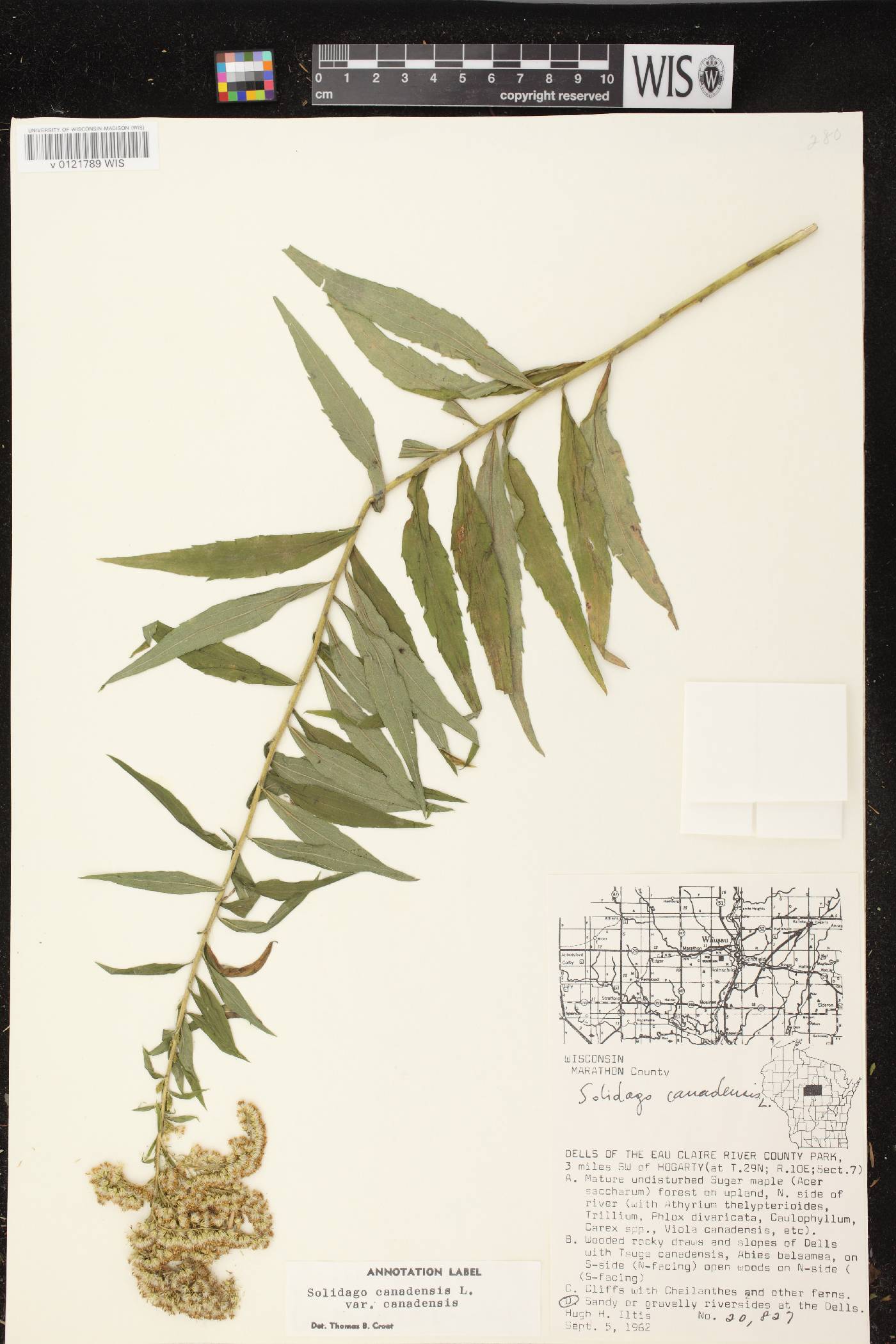 Solidago canadensis var. canadensis image