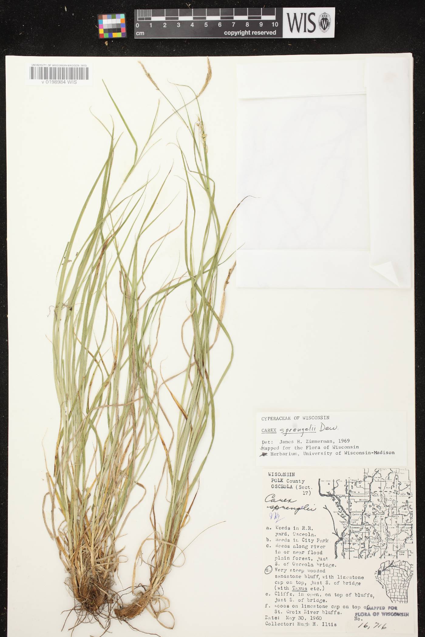 Carex sprengelii image