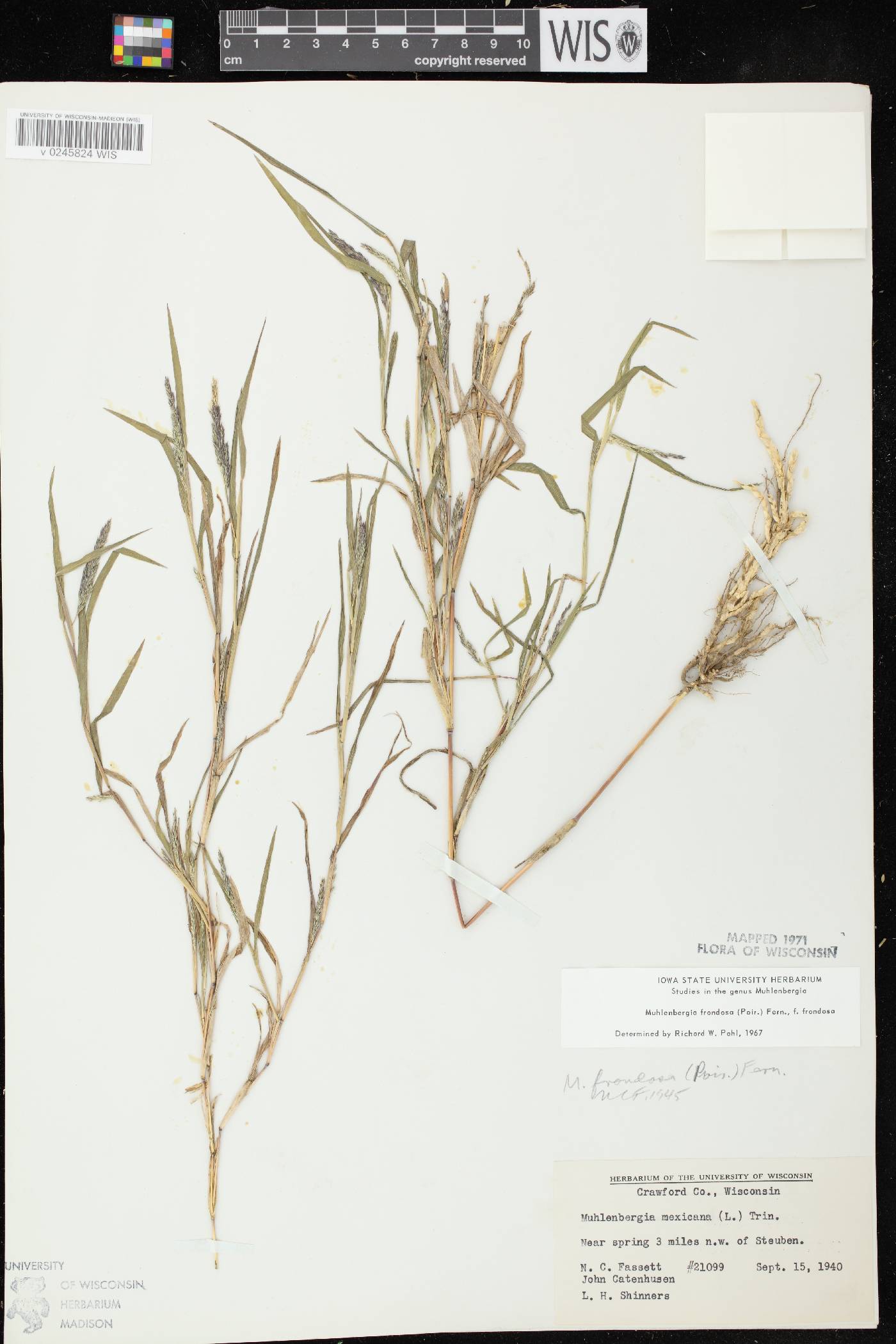 Muhlenbergia frondosa image