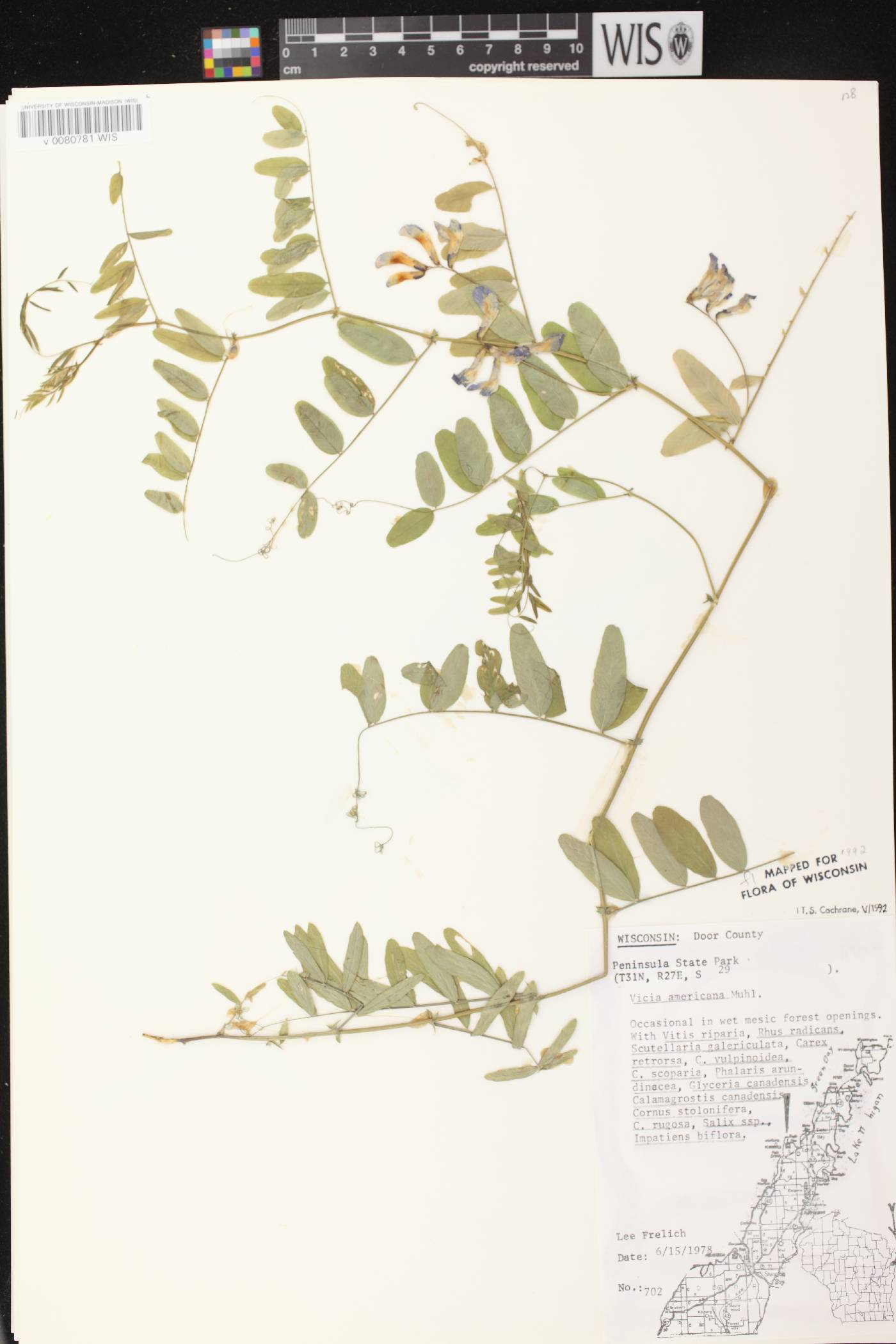 Vicia americana image
