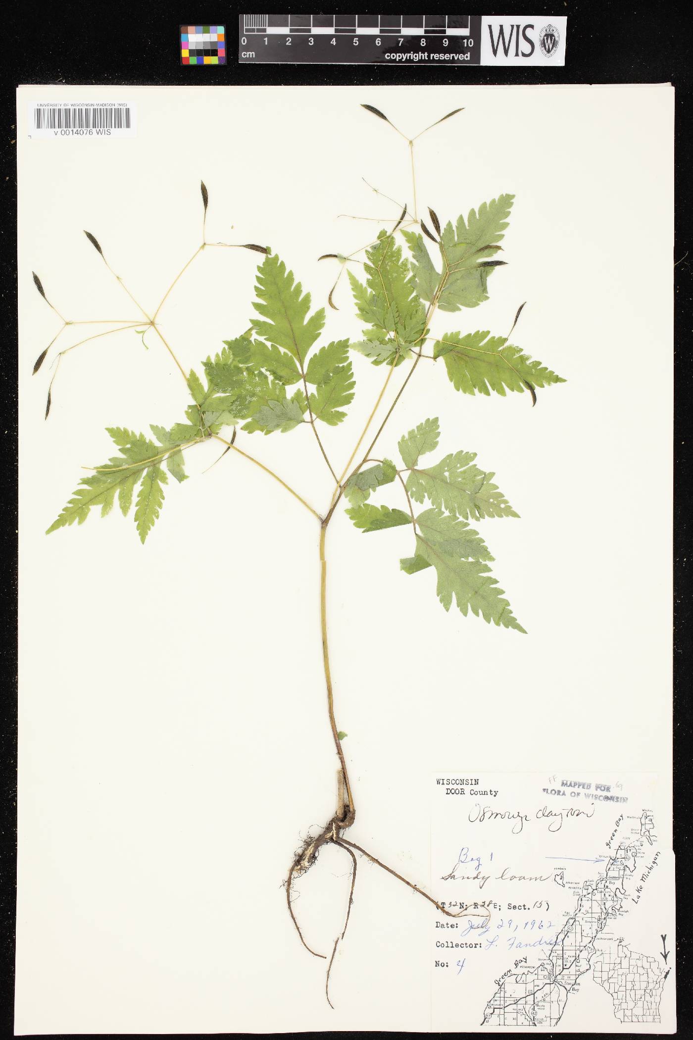 Osmorhiza claytonii image