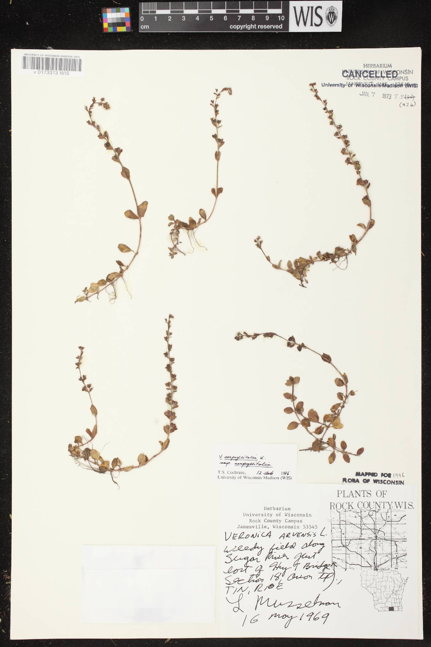 Veronica serpyllifolia subsp. serpyllifolia image