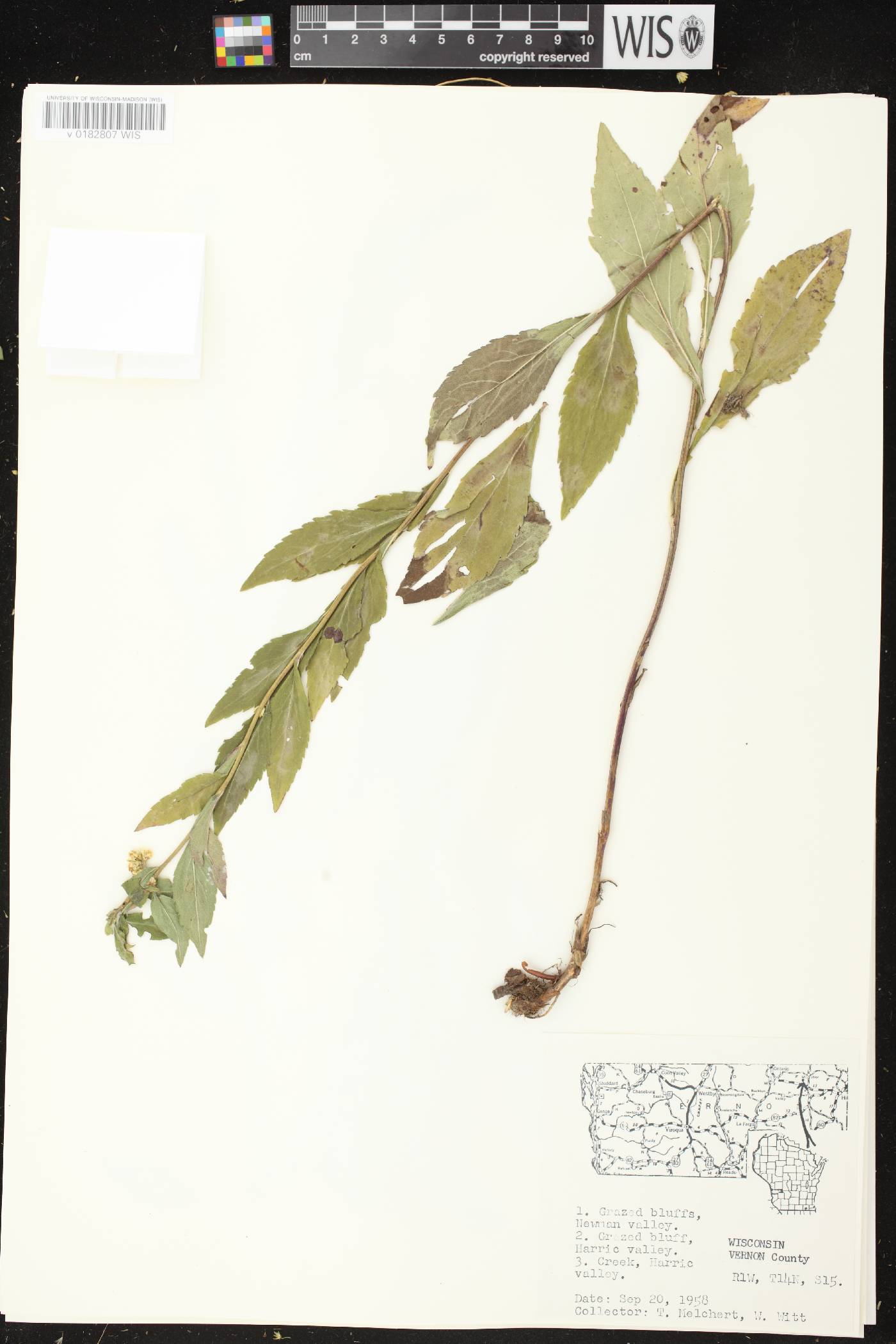 Solidago ulmifolia var. ulmifolia image
