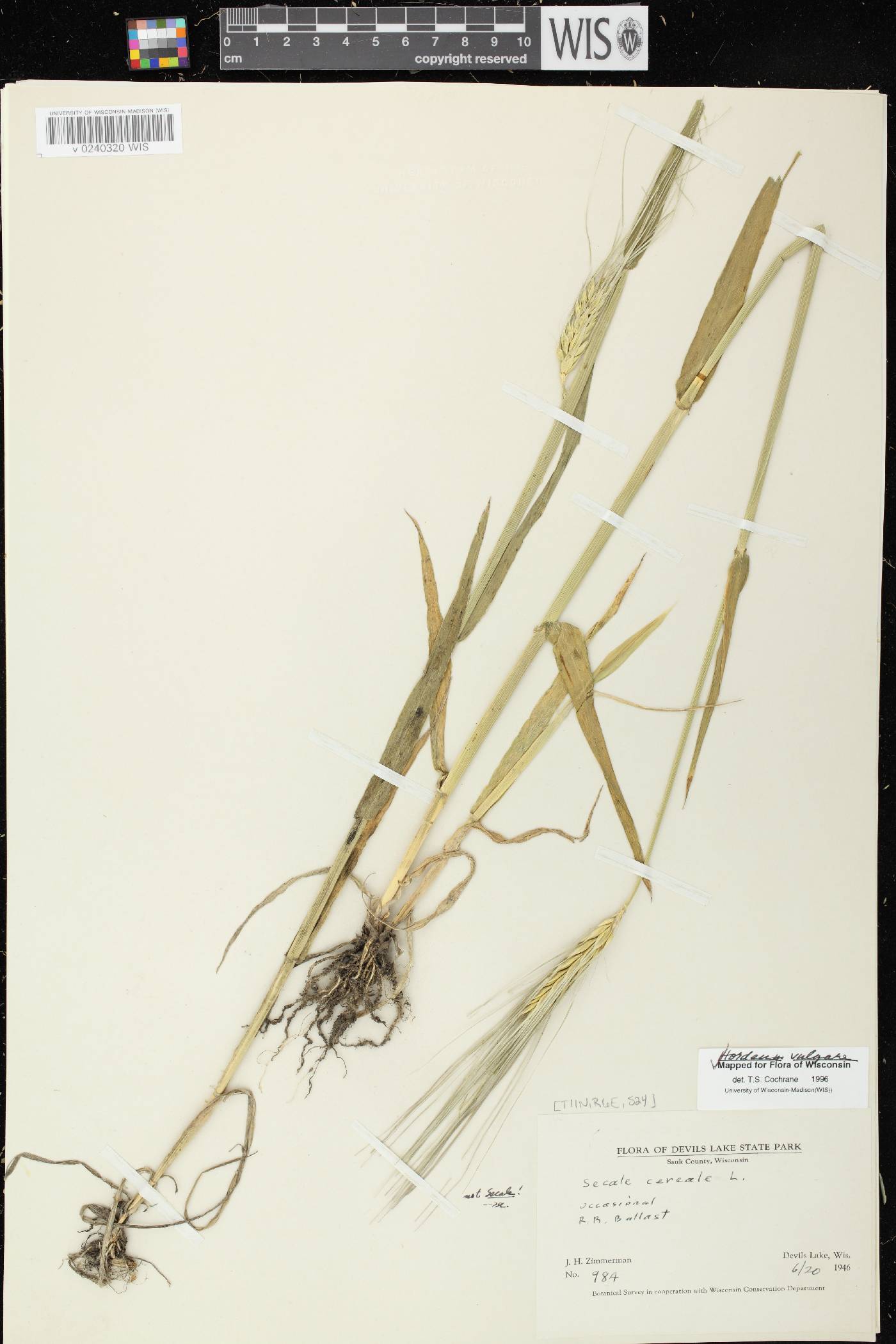 Hordeum vulgare image