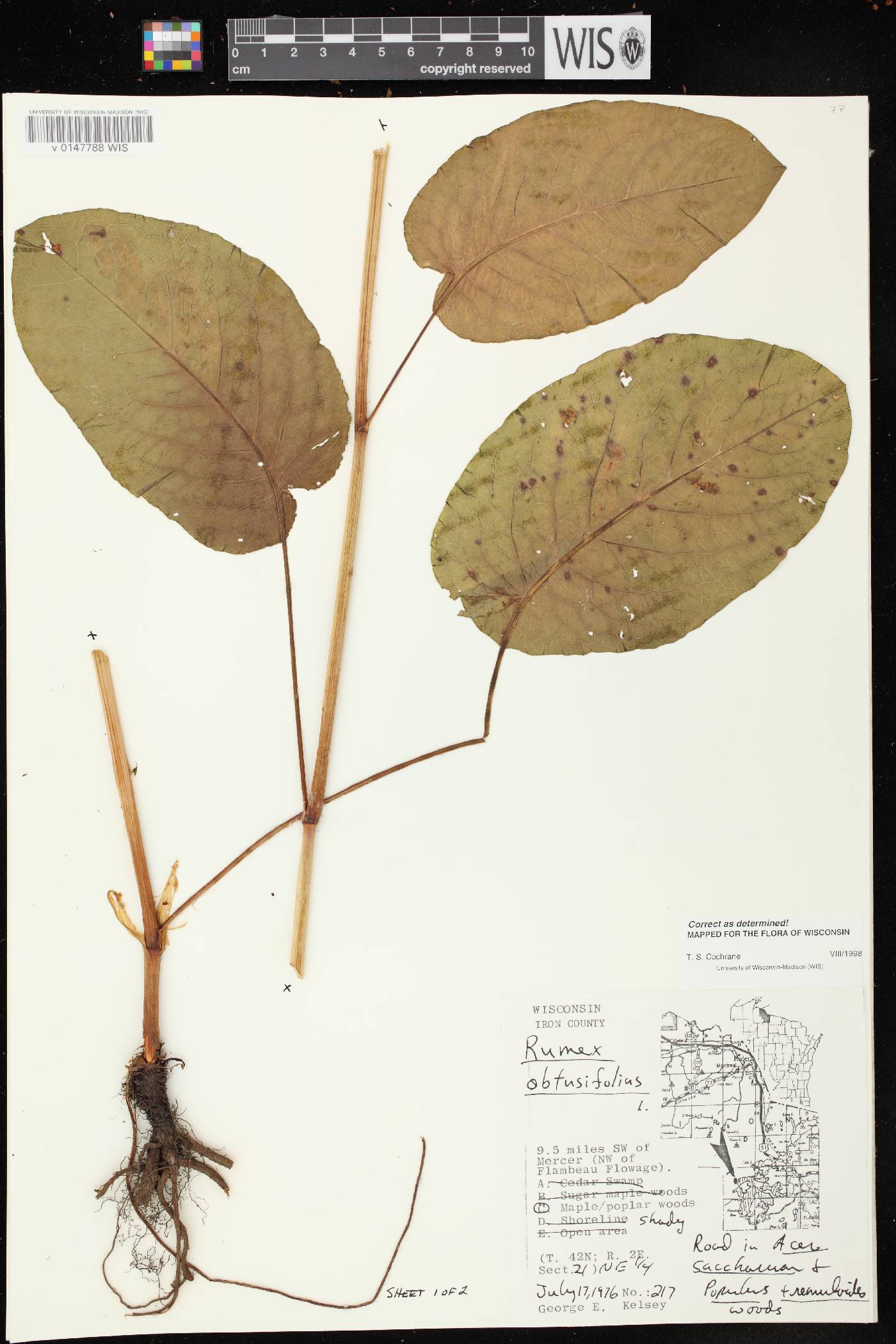 Rumex obtusifolius image