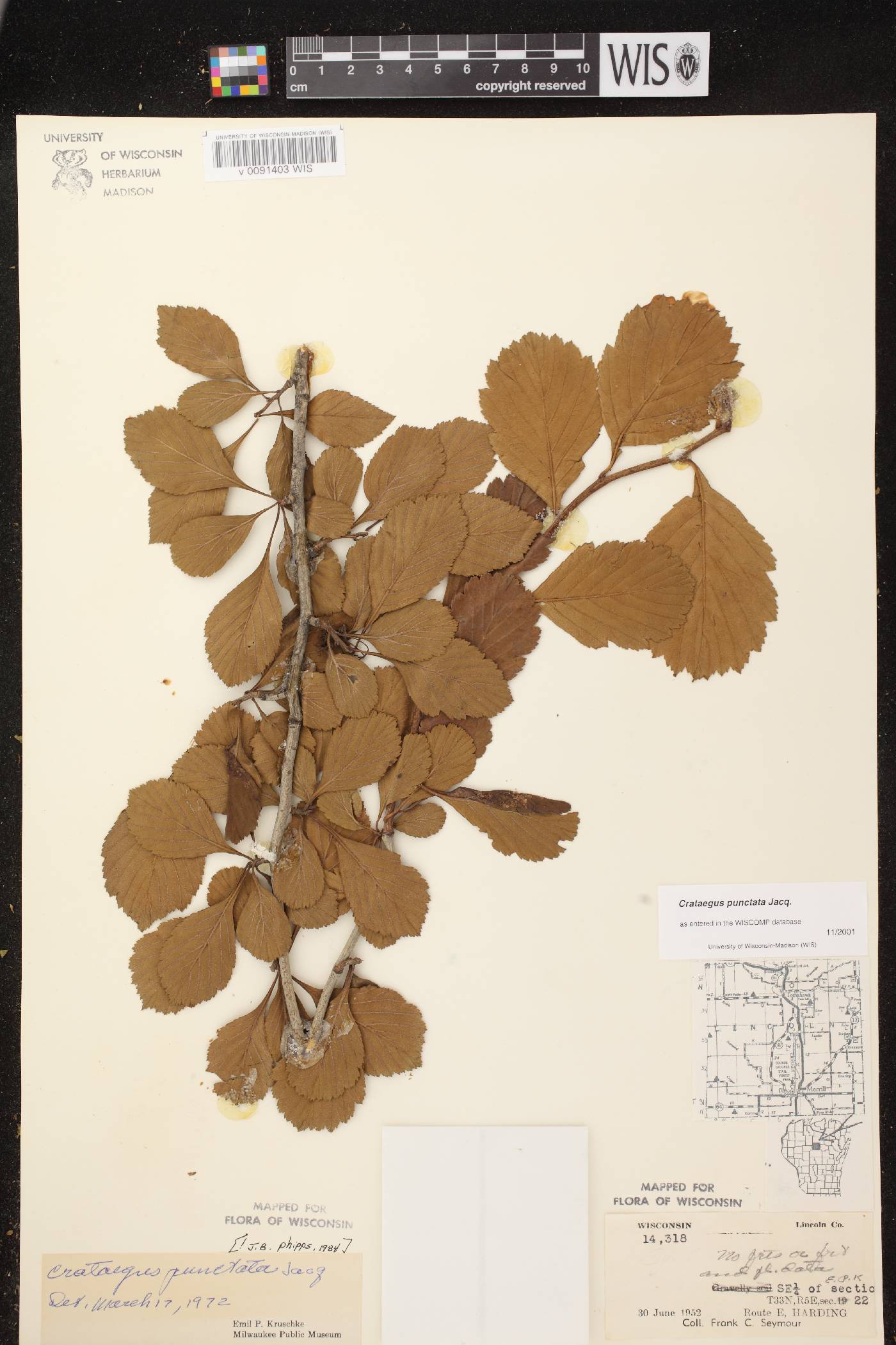 Crataegus punctata image